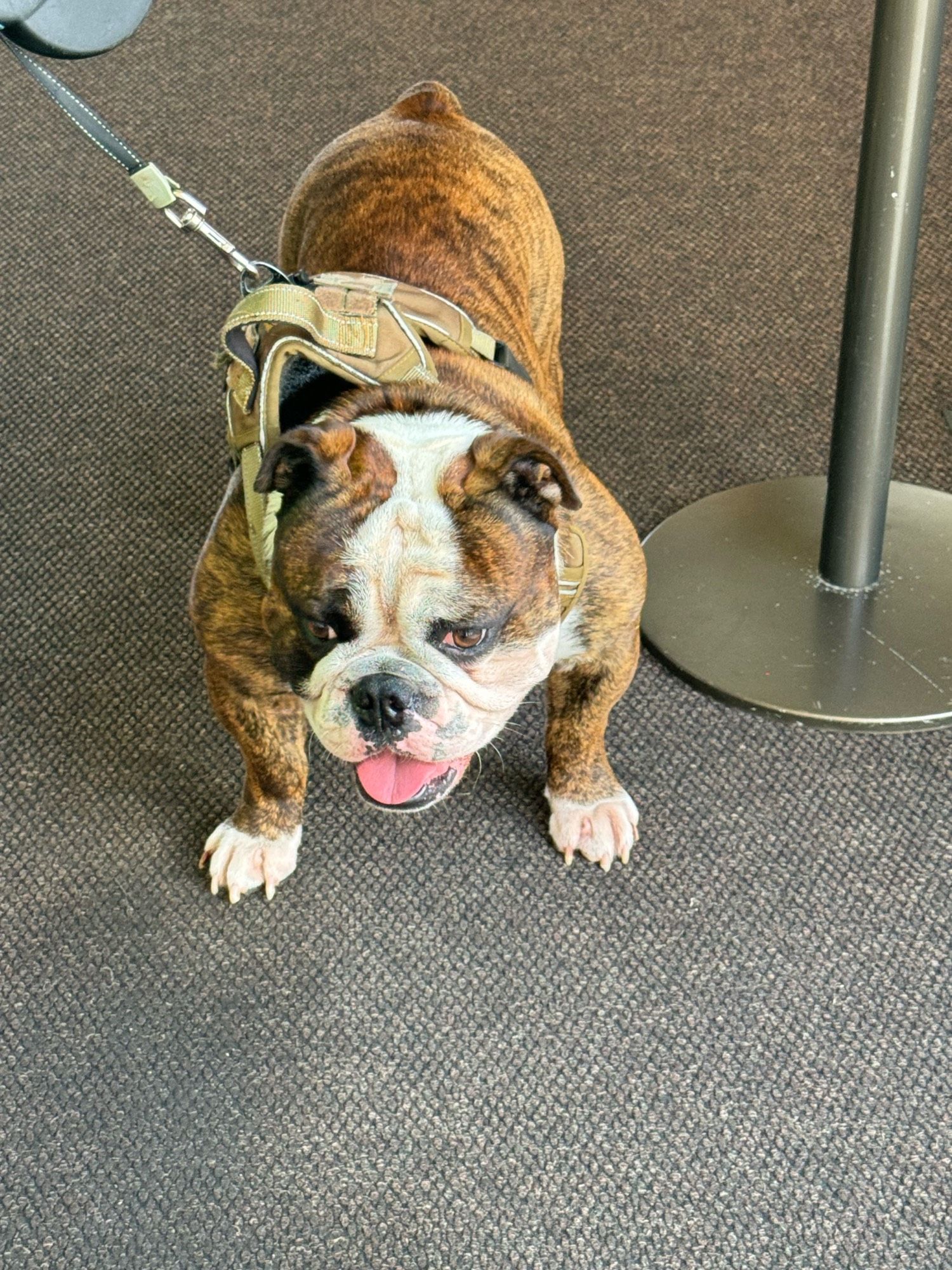 a thick, beefy american bulldog with a brindle coat, white shoes on his forepaws, a white muzzle connected to an hourglass-shaped white patch between his ears, and a smile that could charm a beefeater into asking to pet him