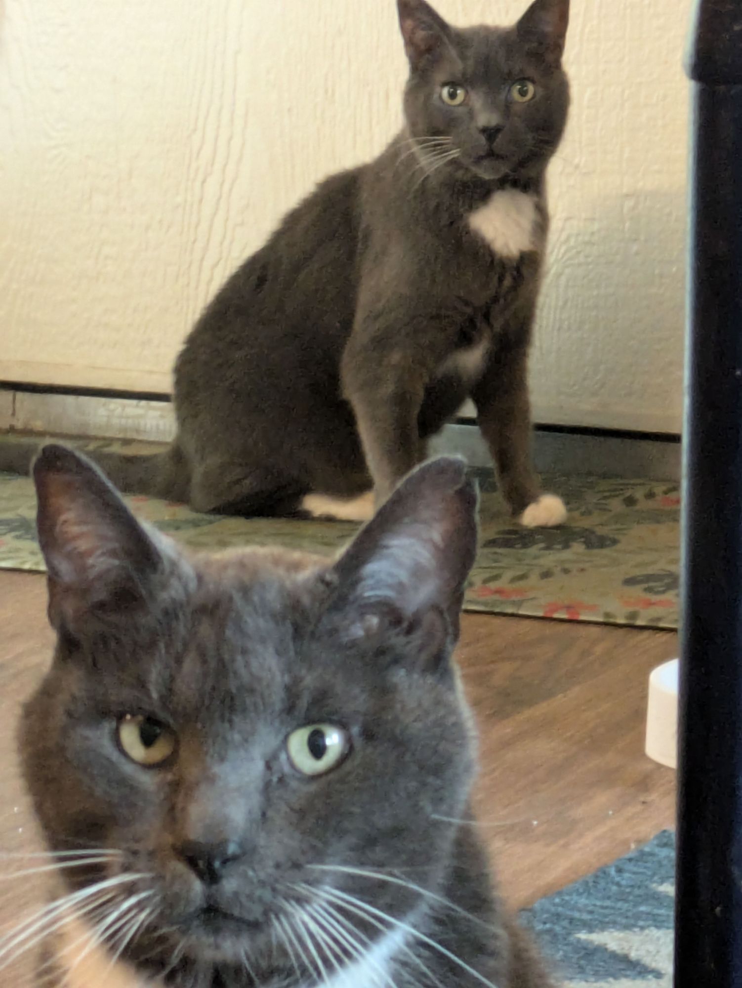 two gray cats looking at the camera expectantly