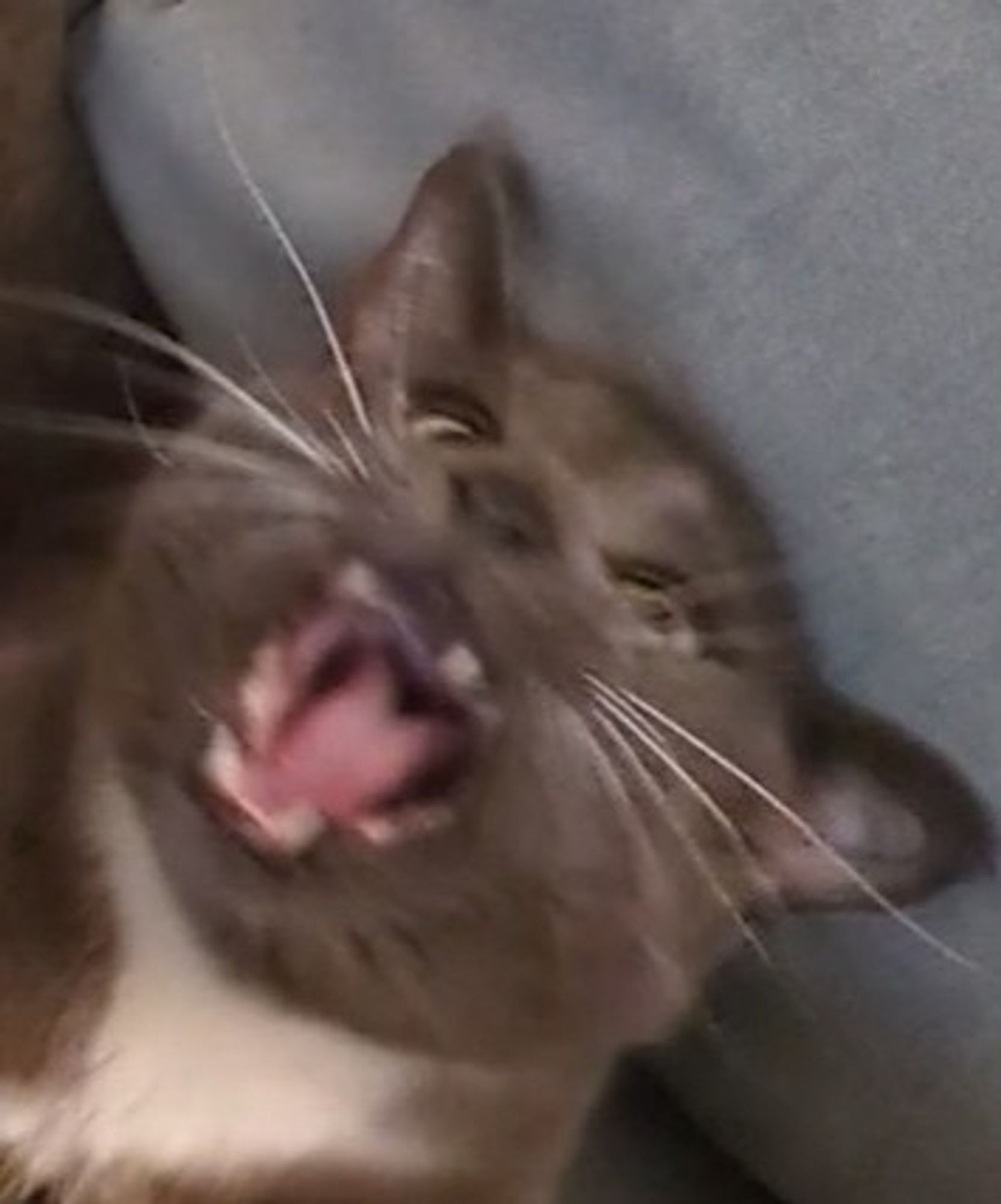 smoke the cat, her mouth open