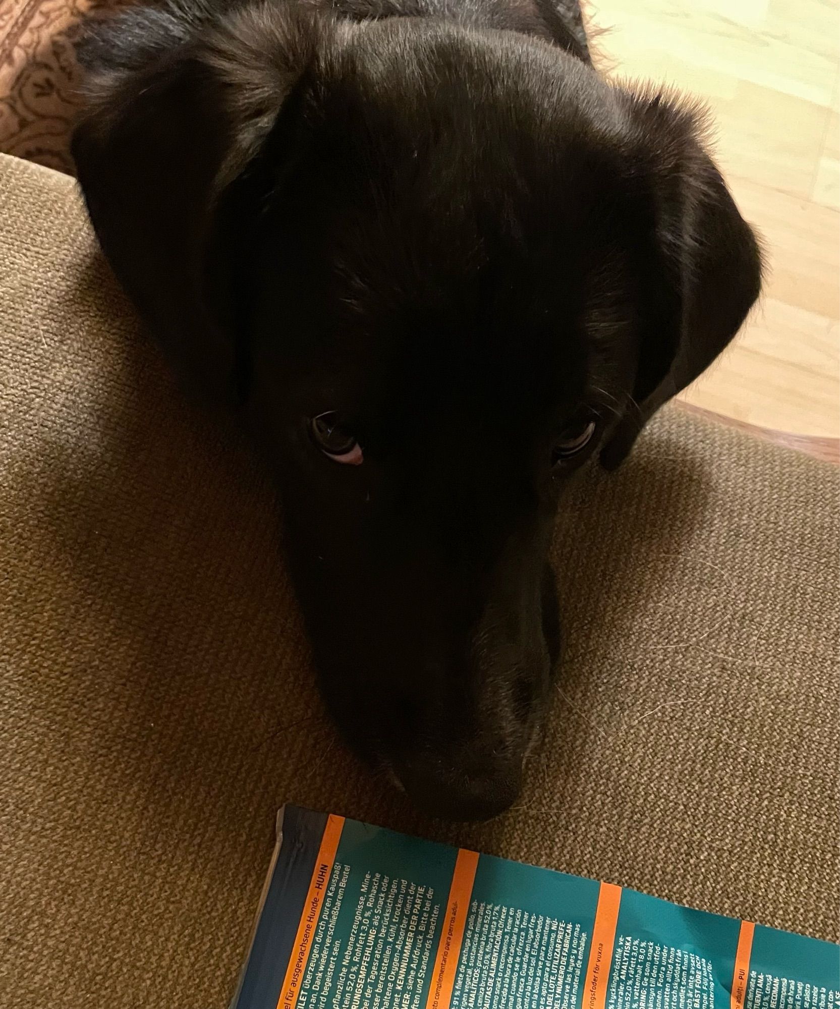 Ein schwarzer Hund hat den Kopf auf einem grünen Sitzpolster abgelegt. Die Nase liegt direkt neben einer Tüte mit Hundesnacks. Die Augen blicken mit dem Hundeblick nach oben, gefühlt direkt in die Kamera.