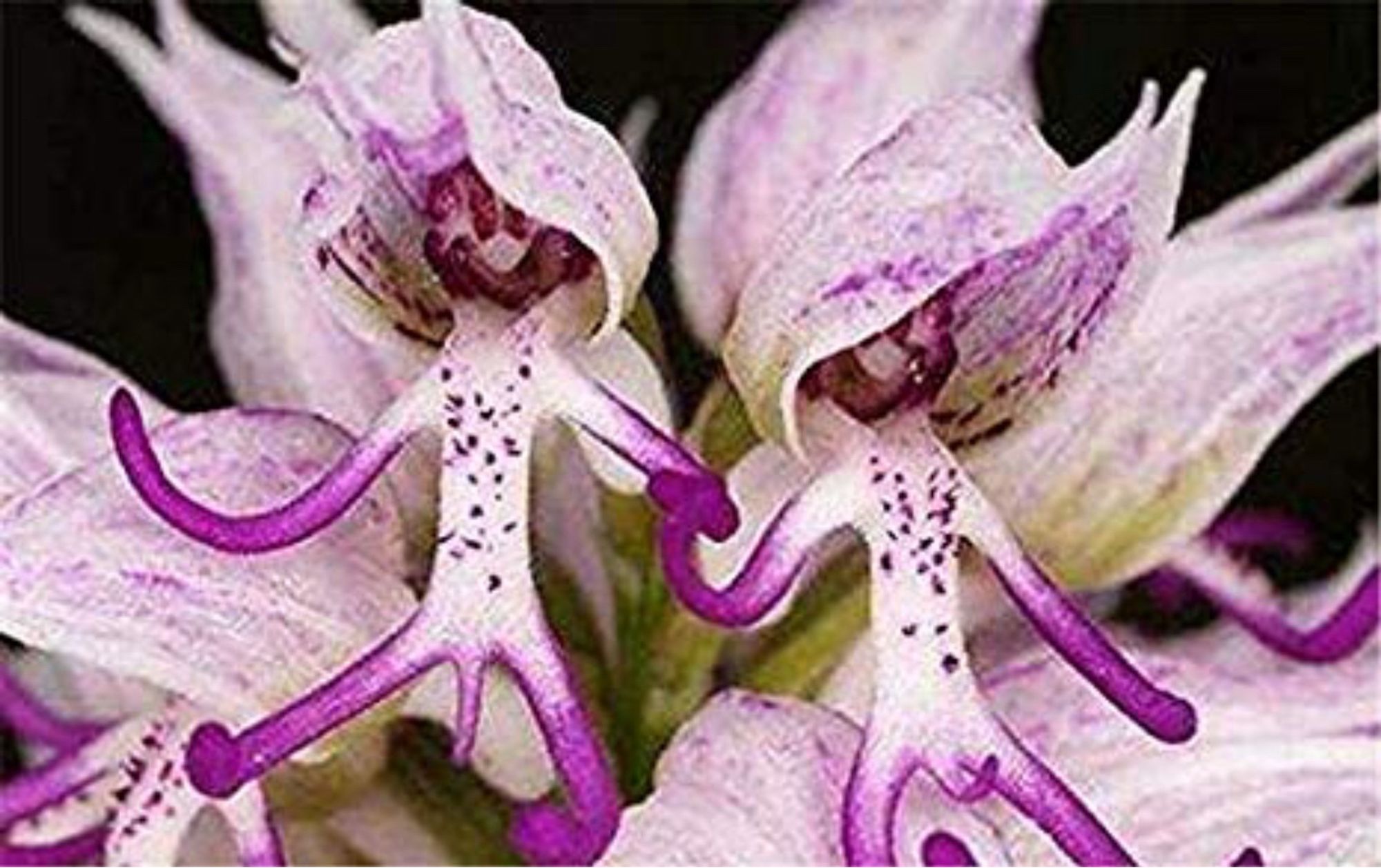 Flowers that look like men holding hands.