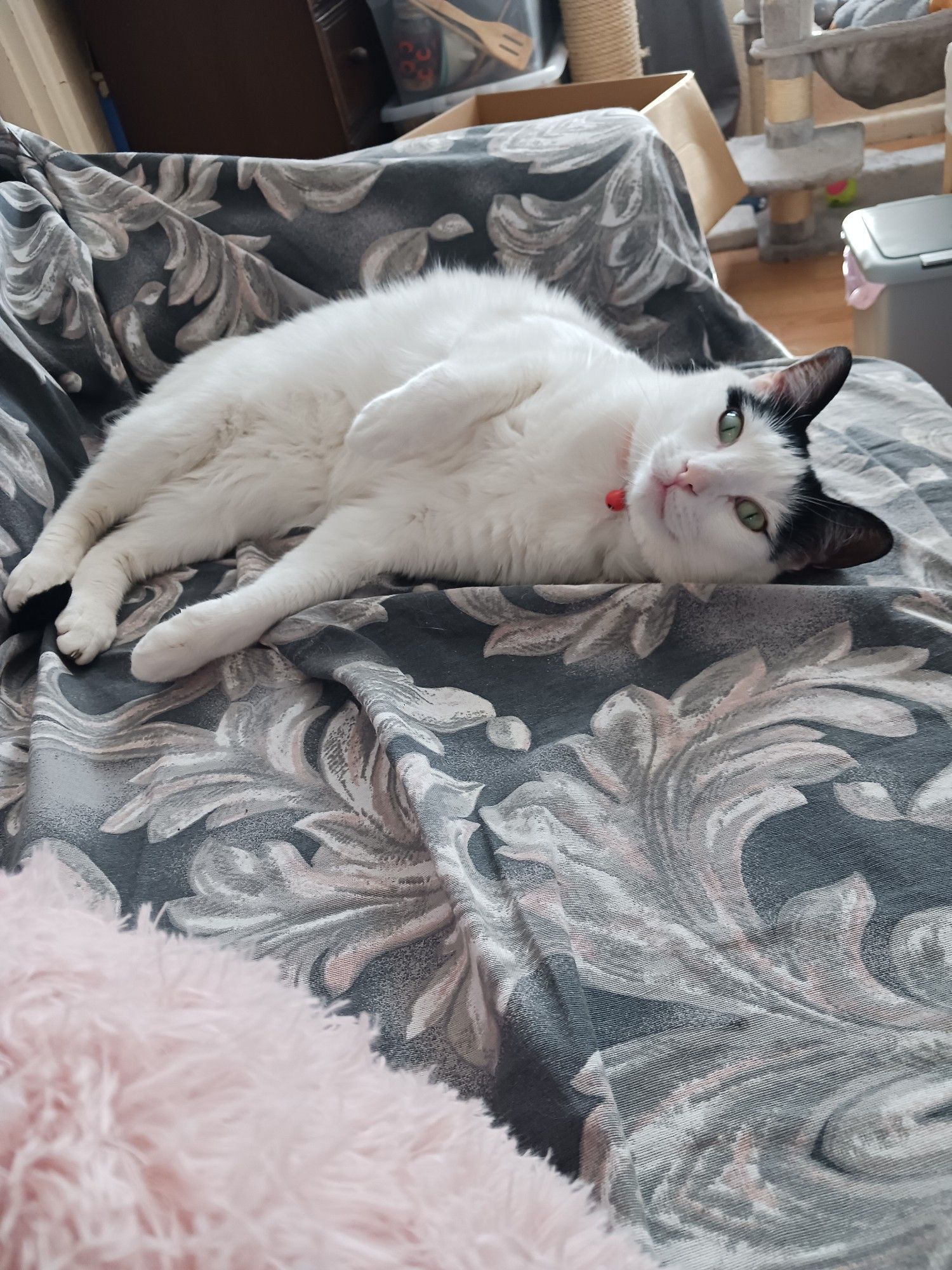 Bi-coloured white and black cat owning the sofa he's lying on.