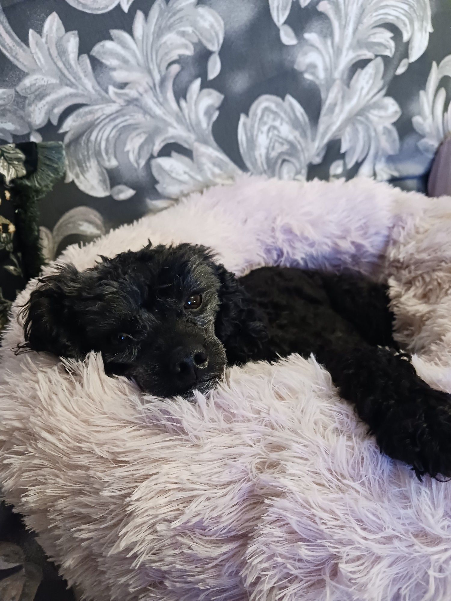 Small black dog lying in a fluffy bed