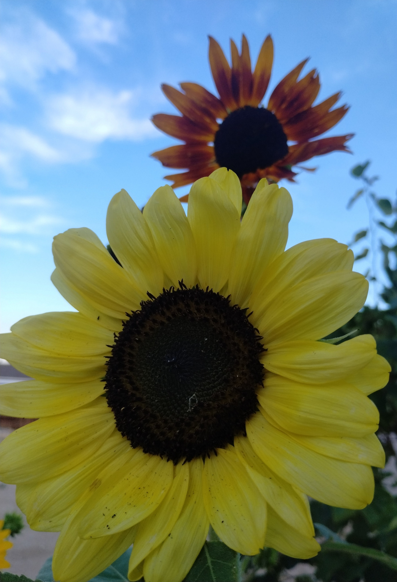 Two sunflowers: a yellow one and an orange/fire one, against a slightly cloudy blue sky