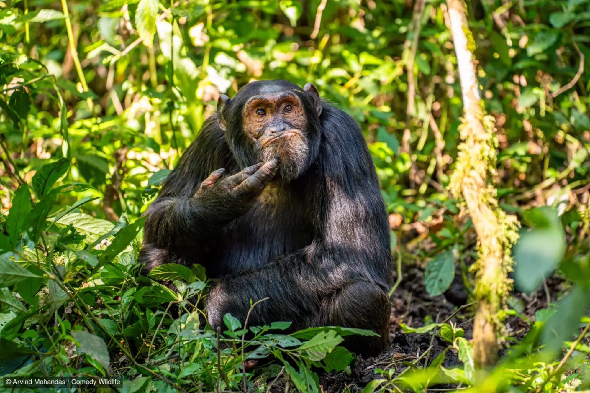 Un grand singe se gratte le menton, avec un air dubitatif

Par Arvind Mohandas