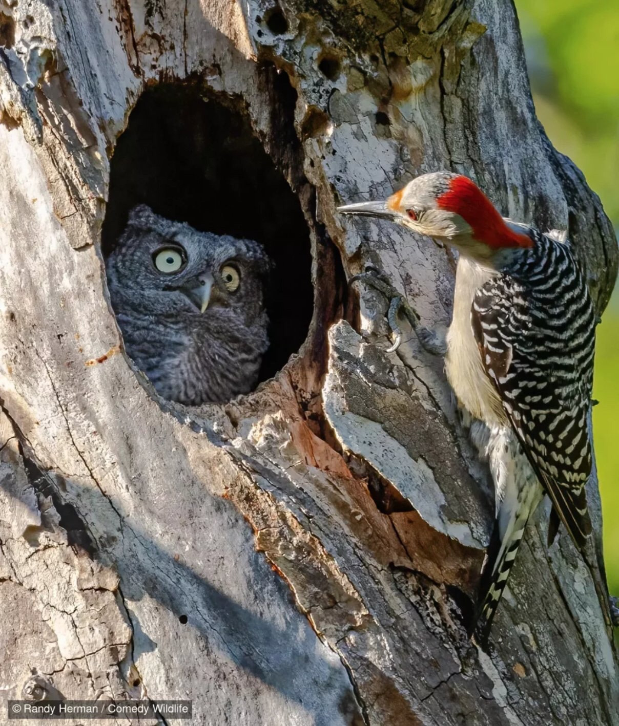 Un oiseau coloré regarde dans le trou d'un tronc d'arbre. Dans ce trou, on aperçoit une hibou qui semble regarder le premier oiseau, les yeux turbo écarquillé, l'air décontenancé  
Par Randy Herman