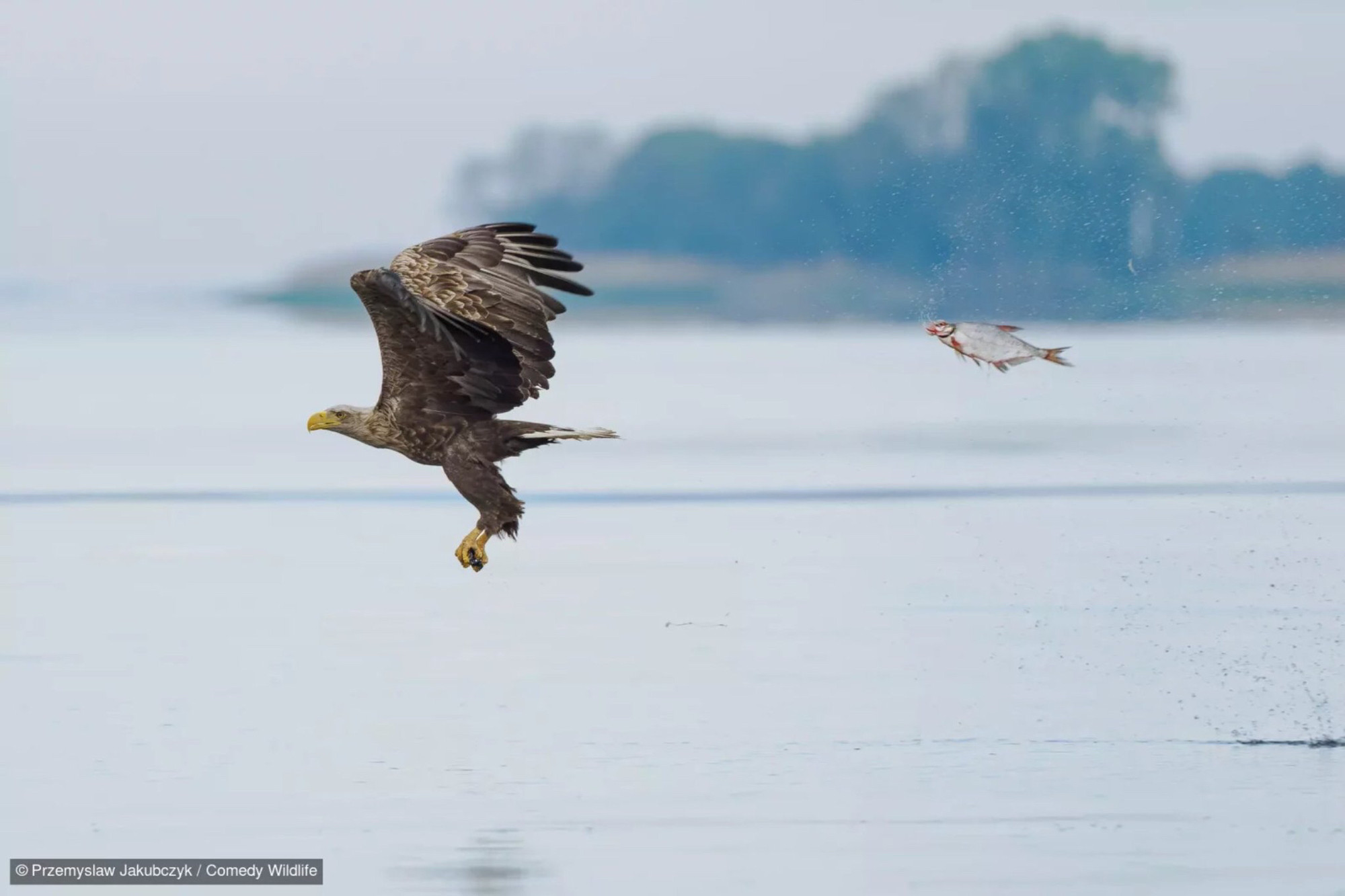 Un aigle et un poisson sont dans les airs au-dessus d'une étendue d'eau. L'aigle semble pourchassé par le poisson "volant"  
Par Przemyslaw Jakubczyk