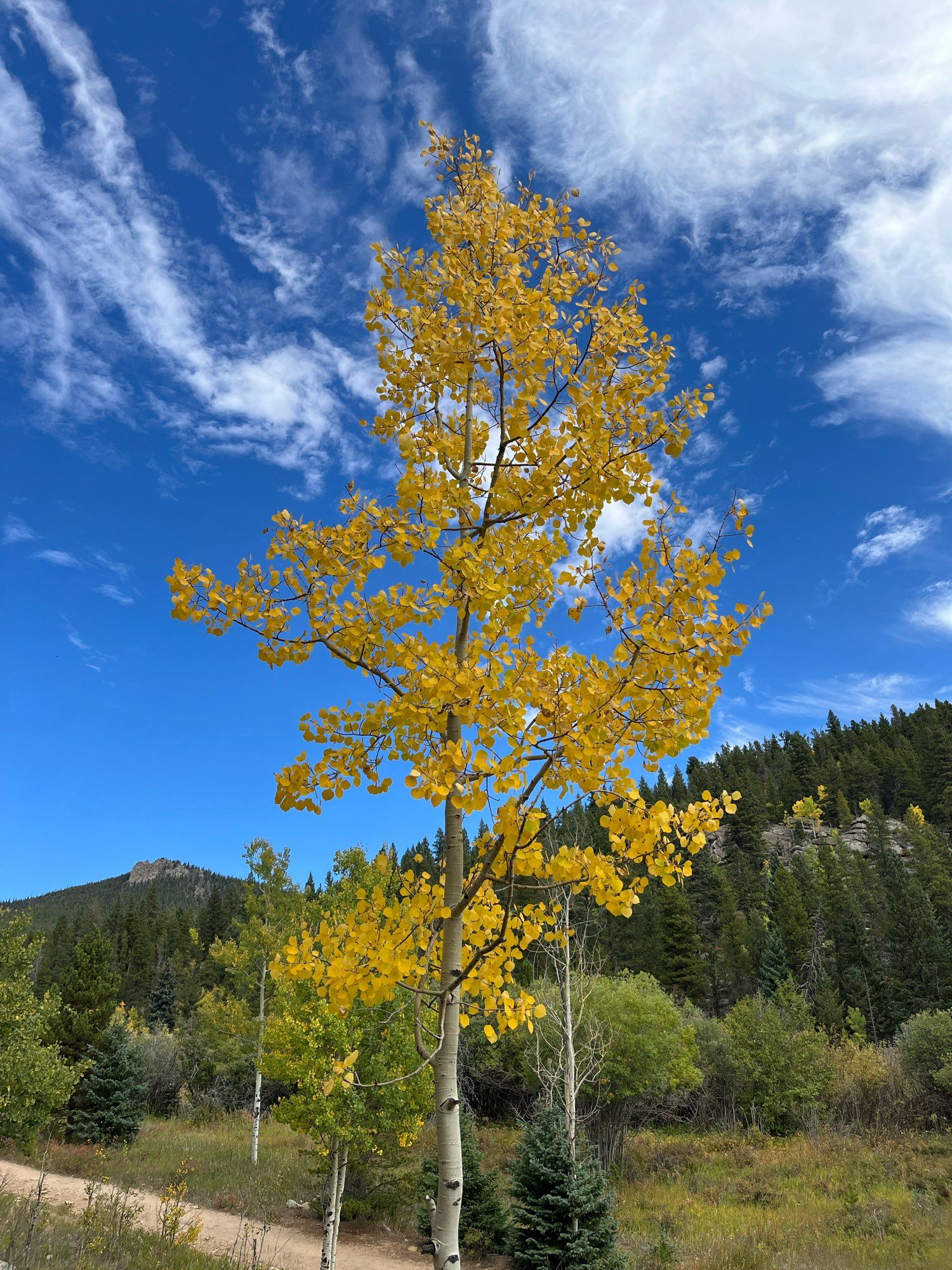 Aspen tree with leaves turning gold against a bright blue sky on a mountain trail bordered by evergreens