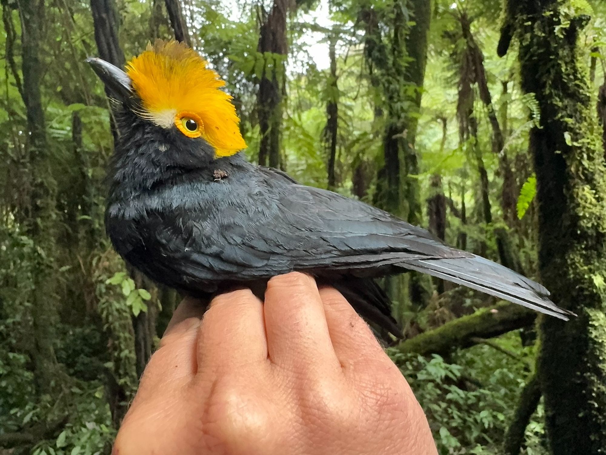 yellow-crested helmetshrike. Image by Matt Brady.