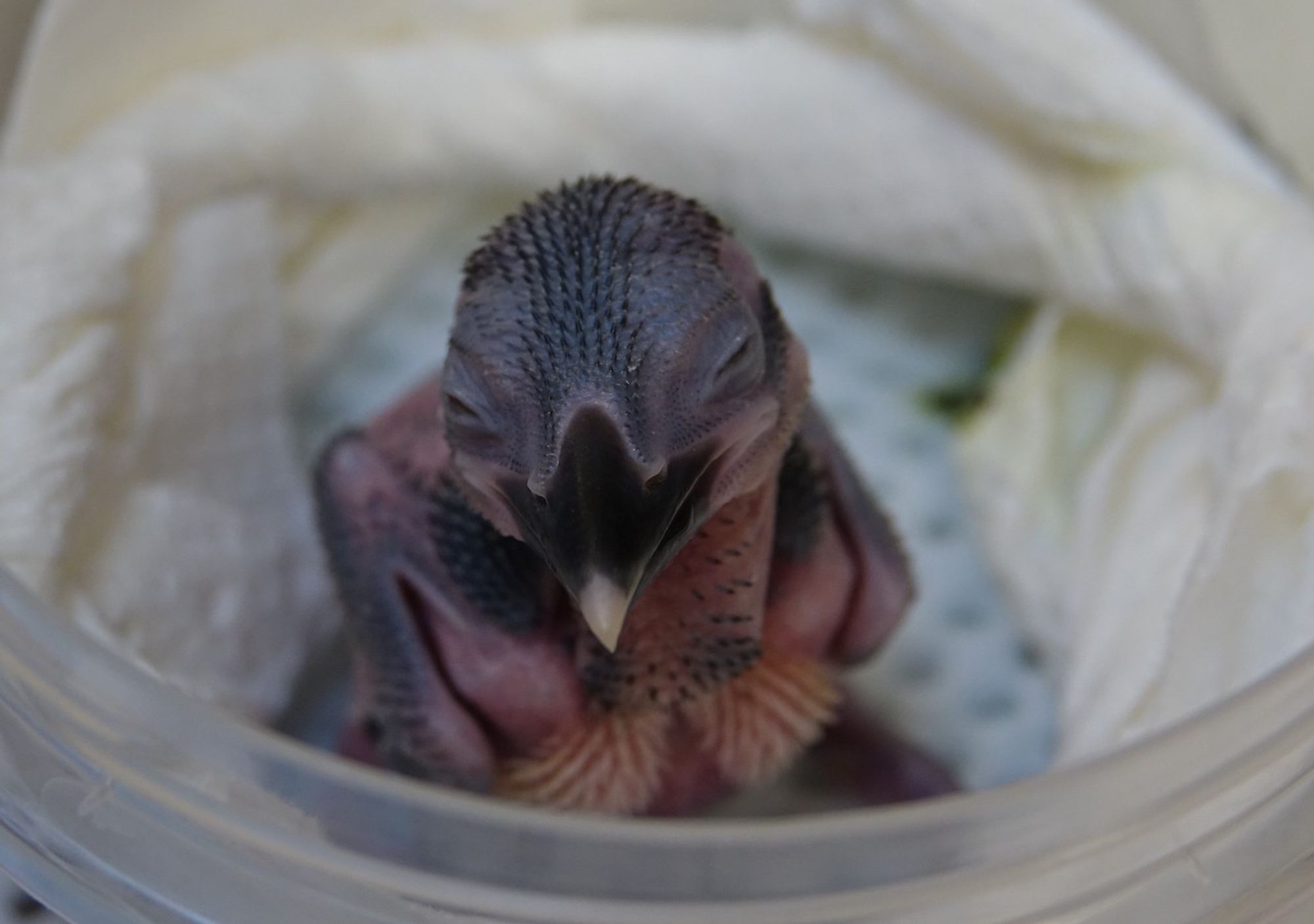 A ten day old sihek chick reared for release. Image courtesy of Zoological Society of London.