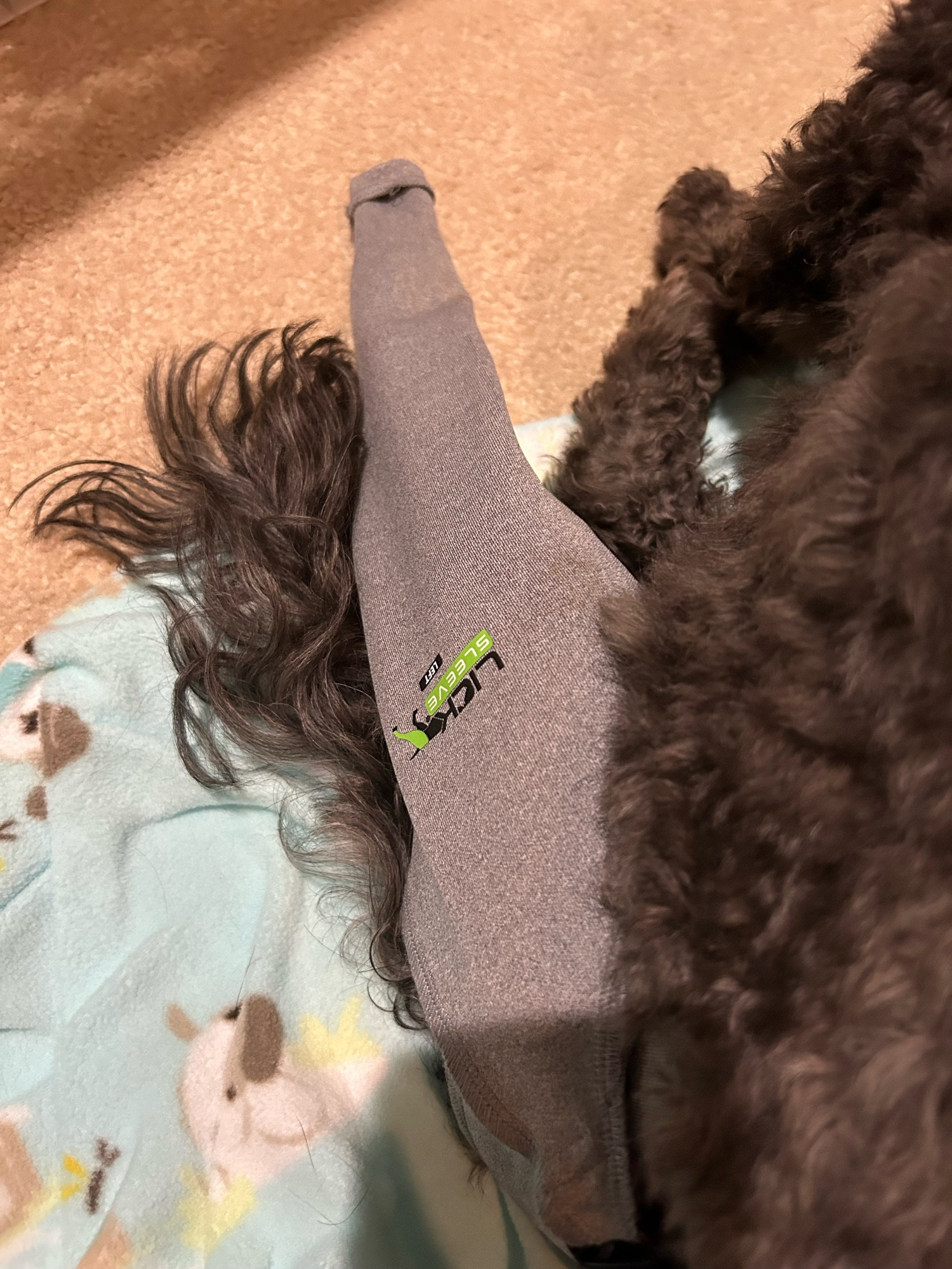 A picture of my dogs leg, wrapped in a gray sleeve.