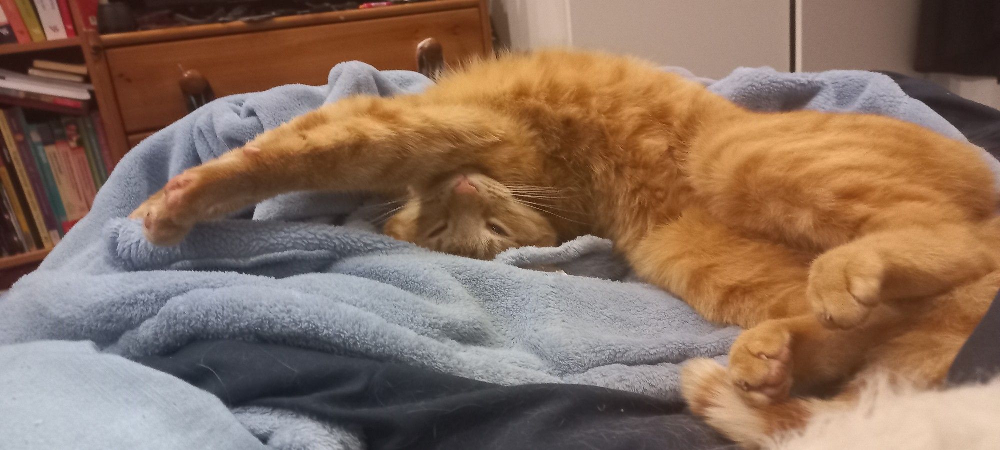 Upside-down orange cat.