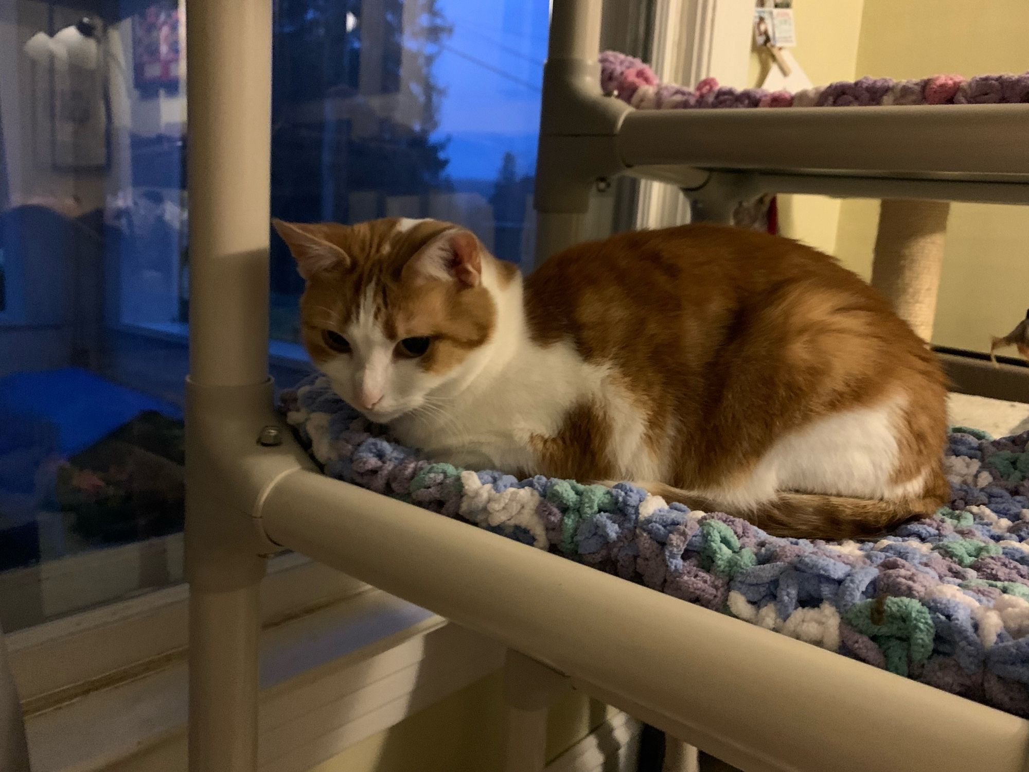 Jolene is an orange and white cat. She has baked a loaf on the cat tree in front of a window. It is still dark outside.