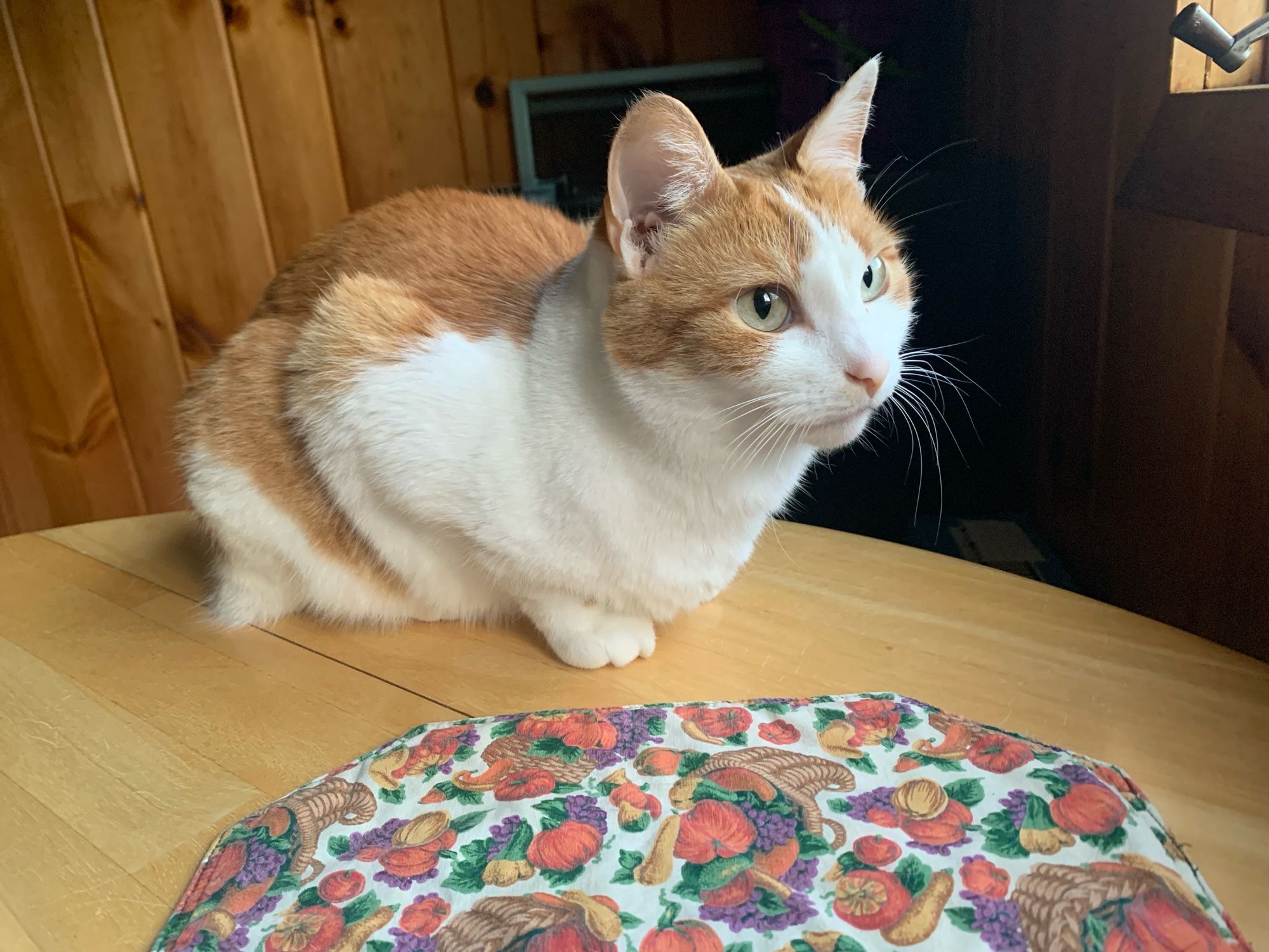 Jolene is an orange and white cat. She is crouched down on the table looking up. There is a fall pumpkin placemat next to her.