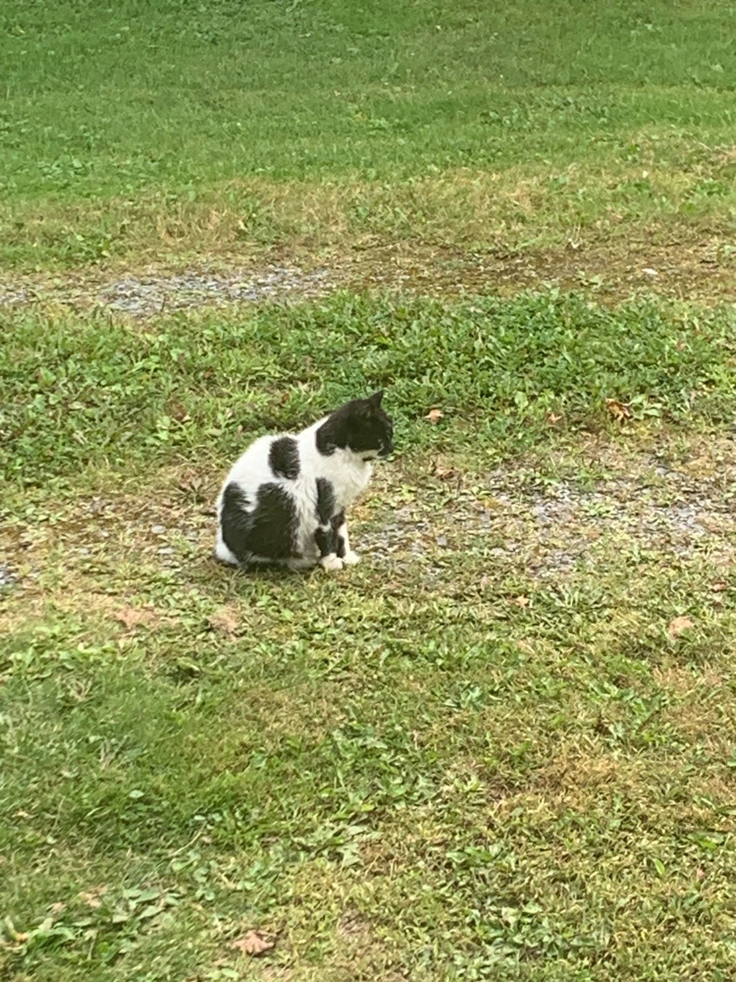 Flower is a black and white cat. She is sitting in the mostly grass driveway looking off camera.