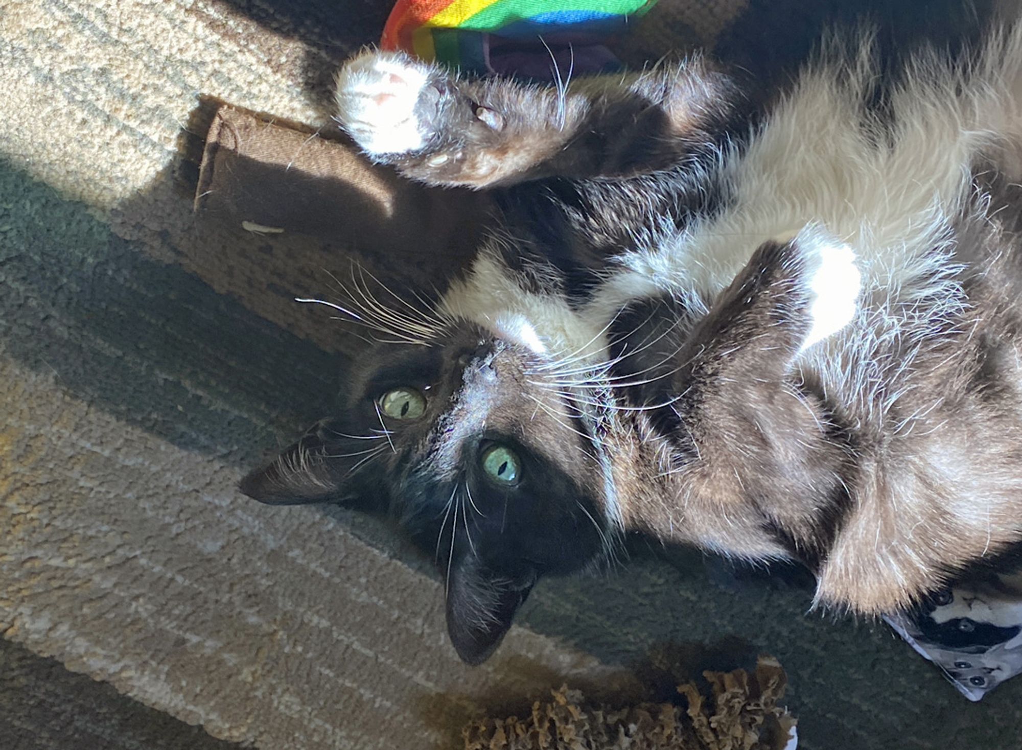 A black and white tuxedo cat with big green eyes relaxes in a sunbeam with her catnip toys.