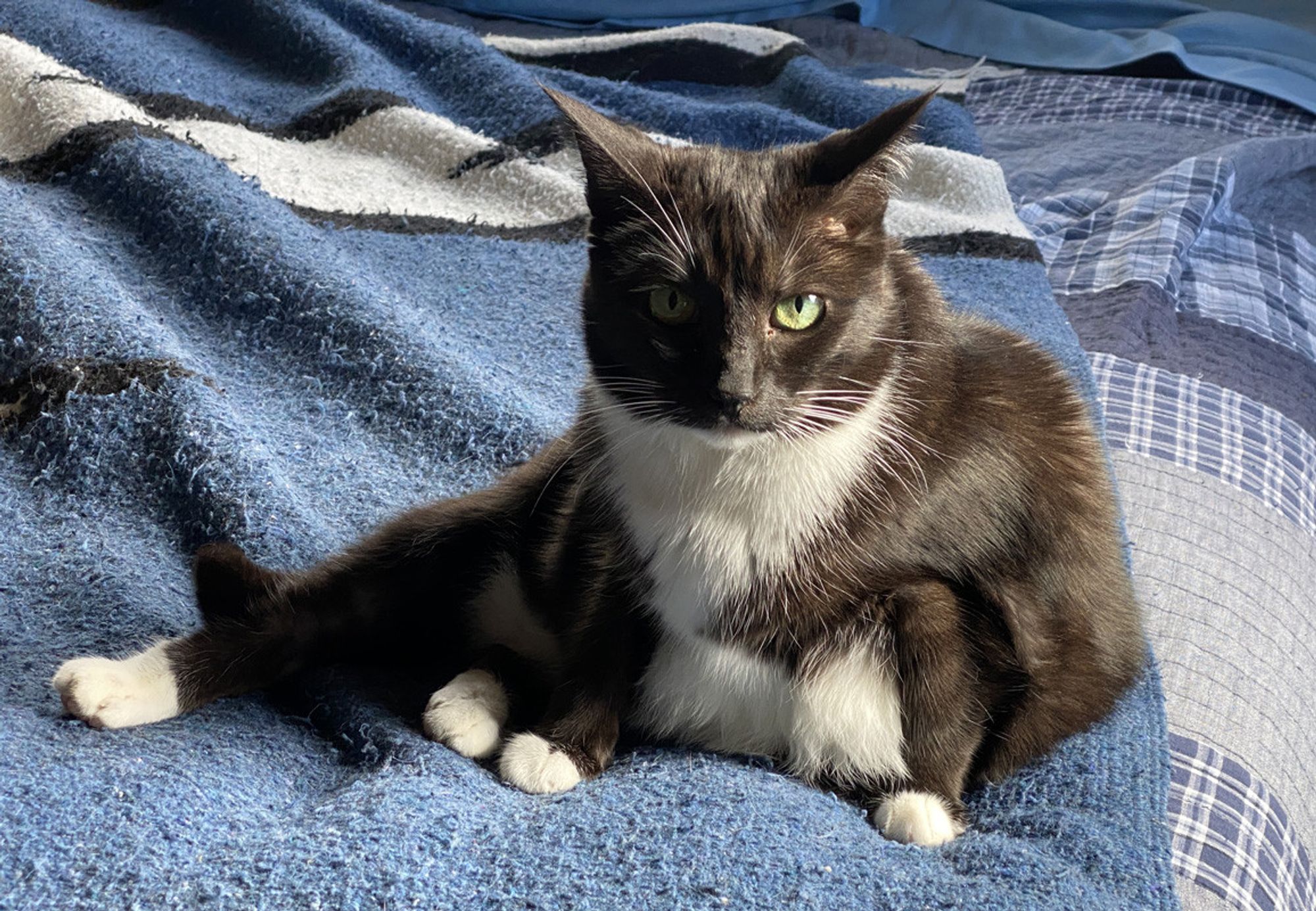 A black and white tuxedo cat with big green eyes reclines on a blue wool blanket while looking at the camera.