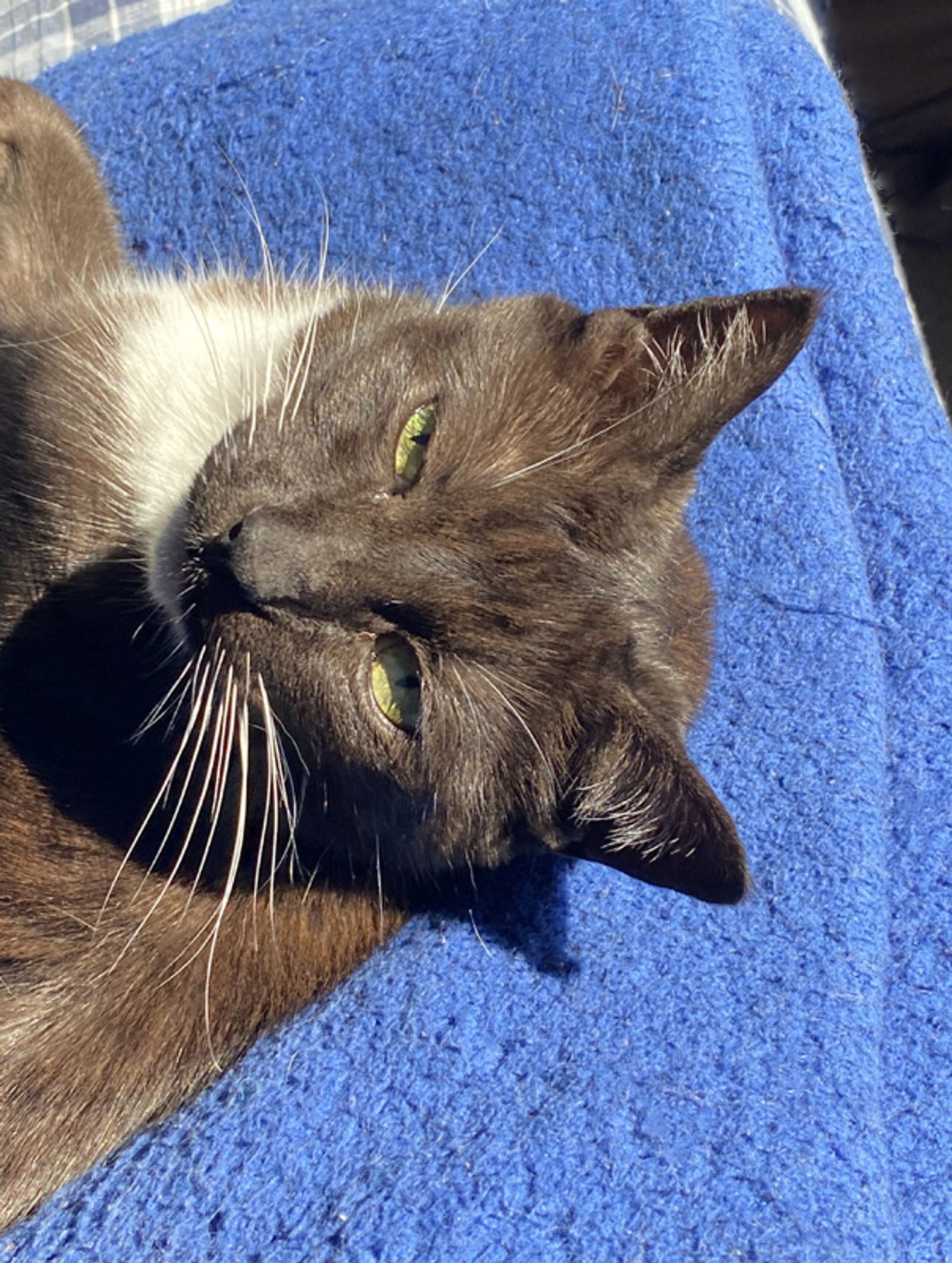 A black and white tuxedo cat with big green eyes relaxes in a sunbeam. Her white whiskers are bright against her black fur.