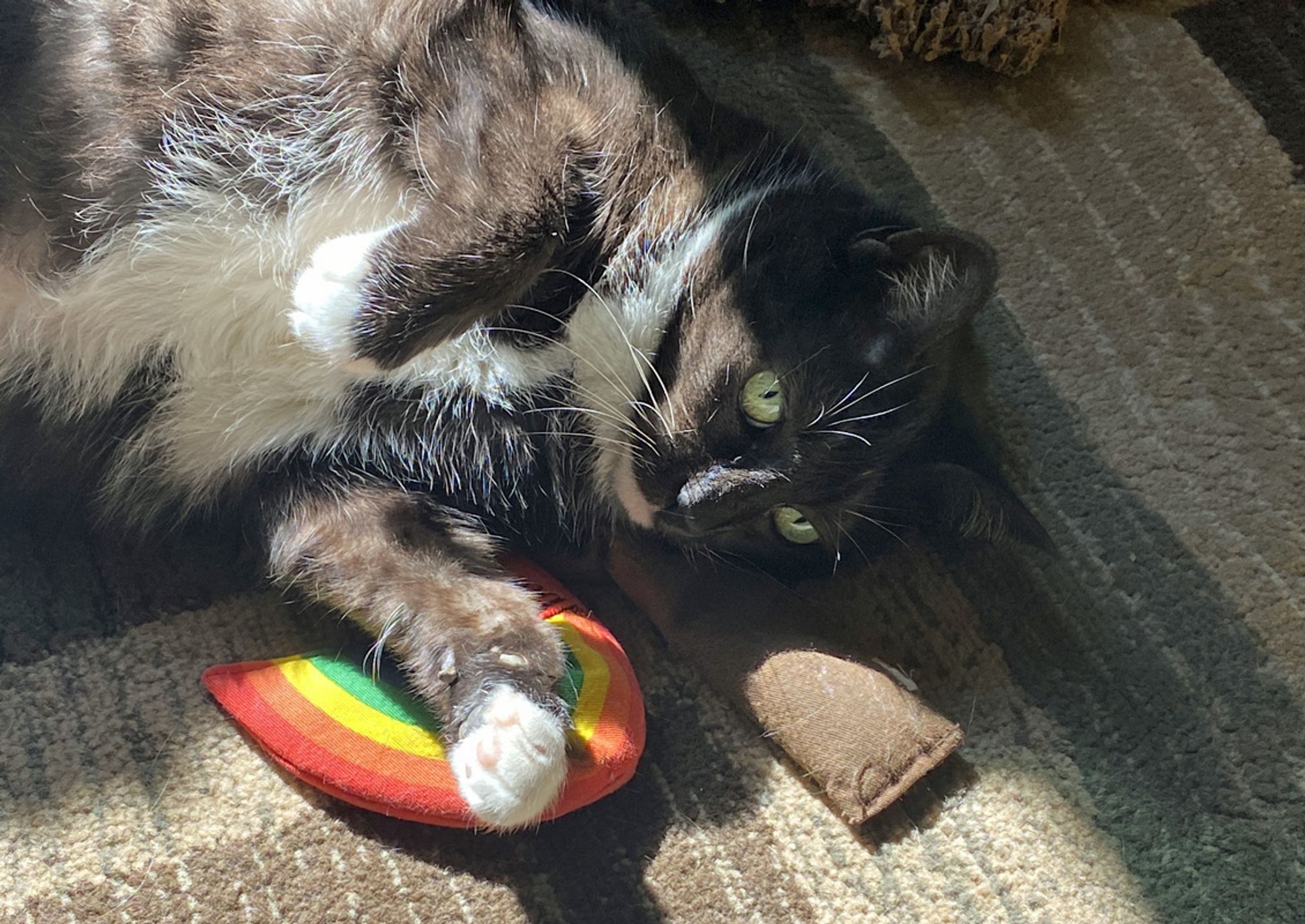 A black and white tuxedo cat with big green eyes relaxes in a sunbeam with her catnip toys.