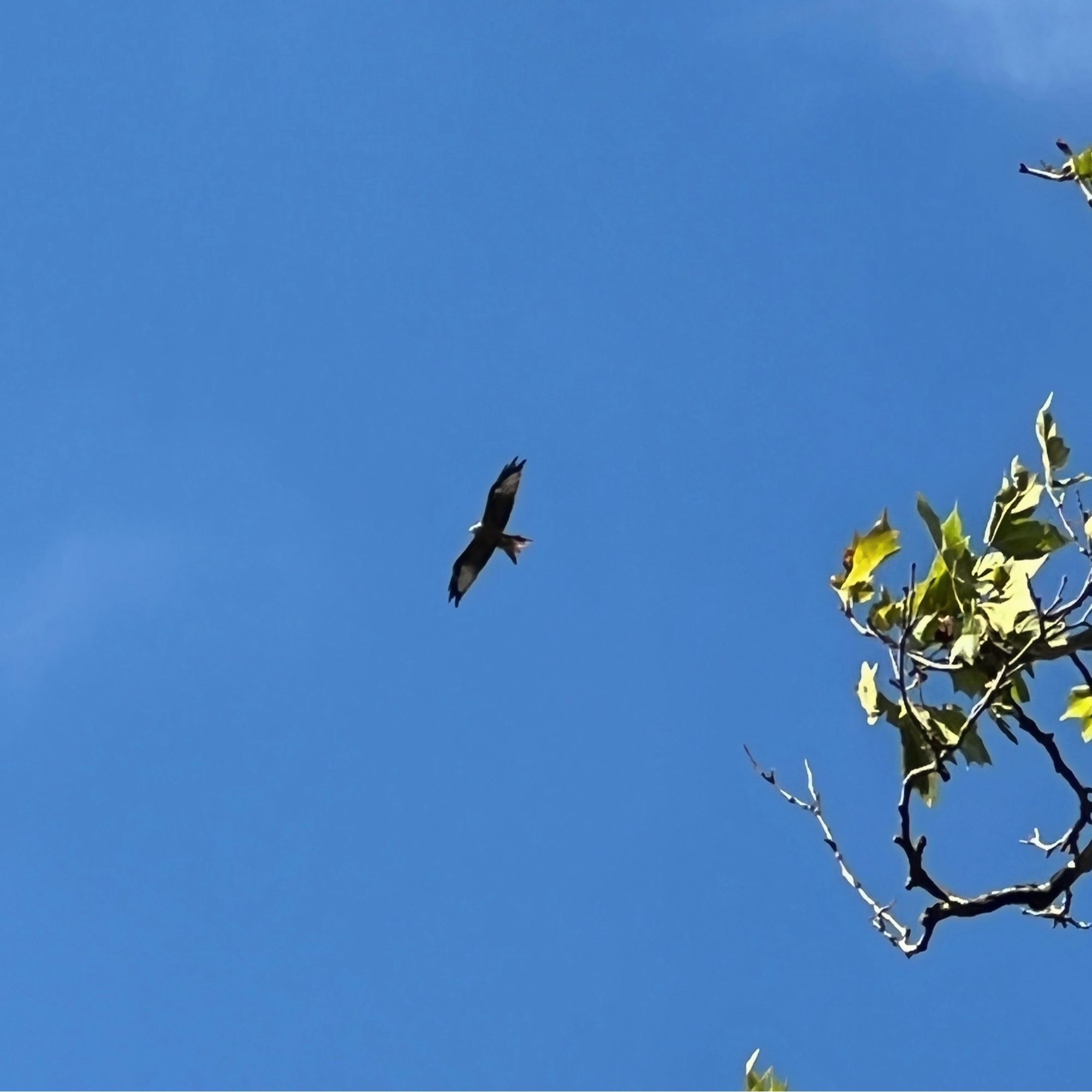 A red kite soars against a blue sky. It is coming towards the end of the summer moult and the distinctive forked “V” of the tail is somewhat ragged. The picture is of low quality but the pale head and large white patches on the underwings are clearly visible.