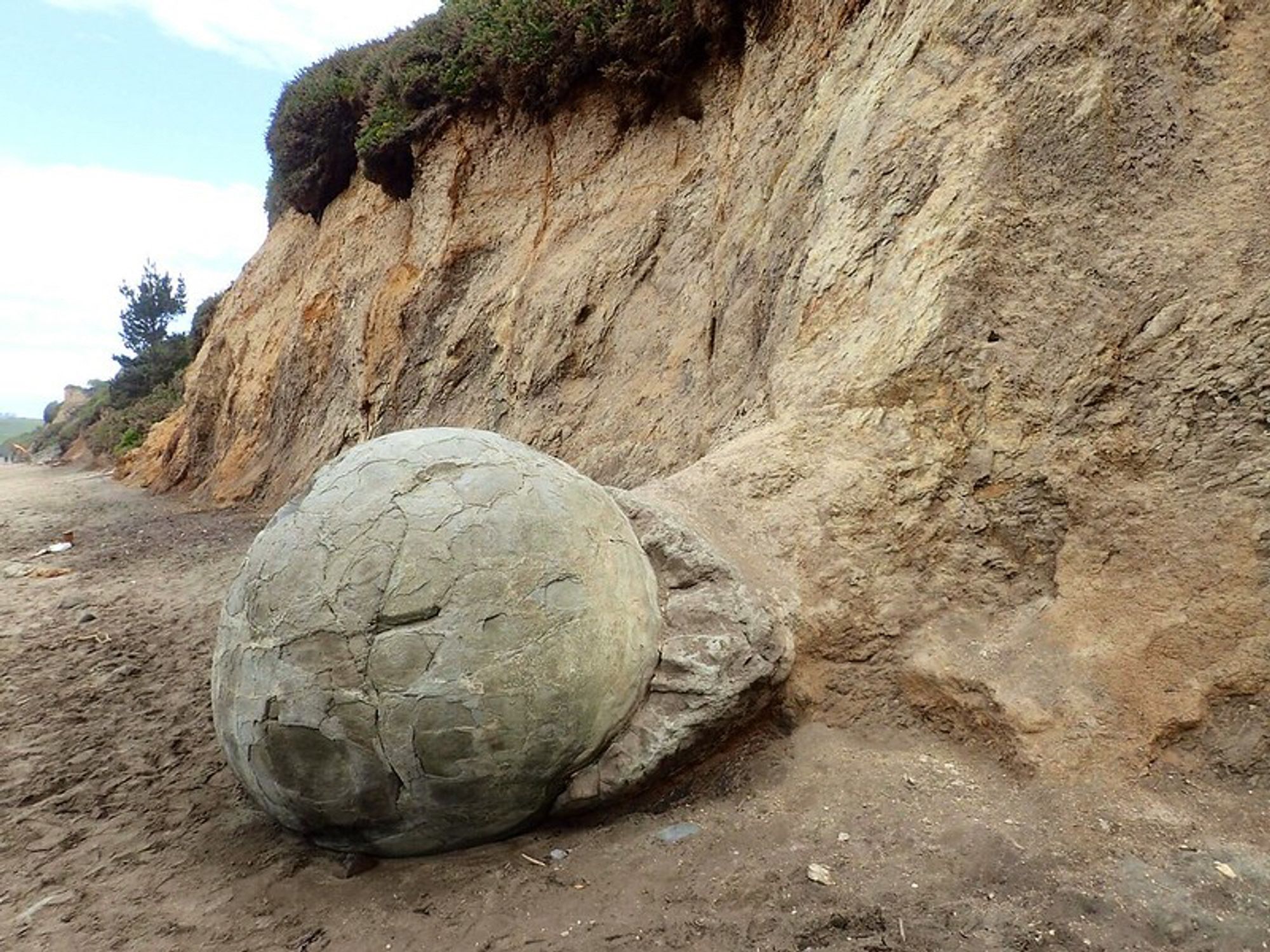 Boulder seemingly emerging from a tube protruding from a cliff, Moeraki Boulders, Aotearoa NZ, 2014