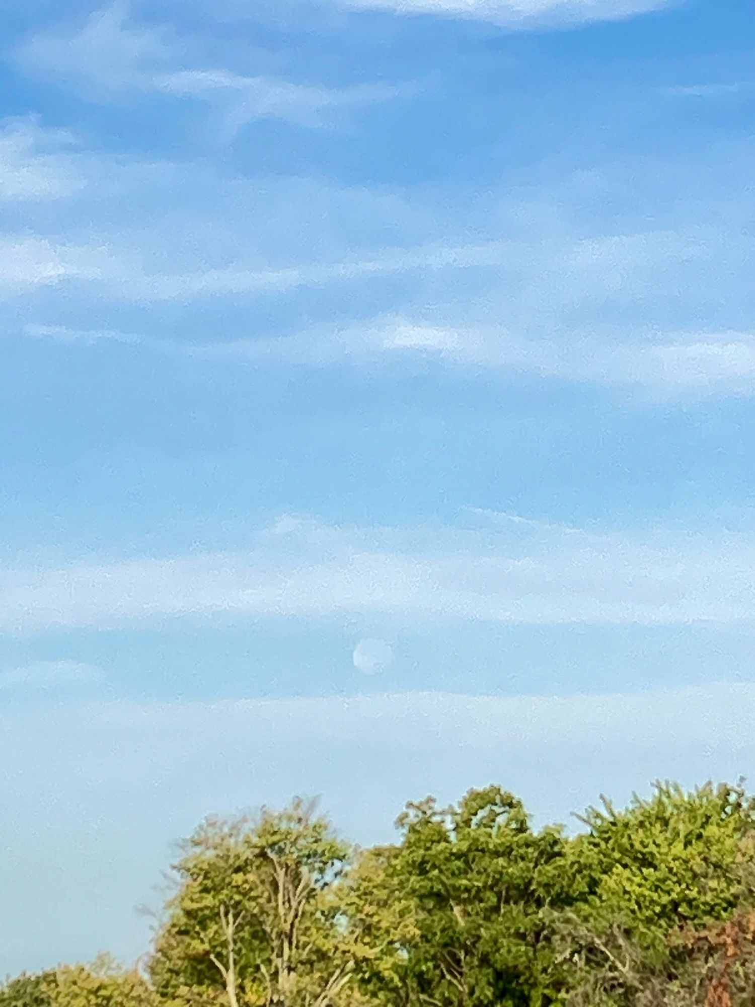 The last peek at a setting almost full setting moon in between white clouds in a pale blue sky and just above some green tree tops.