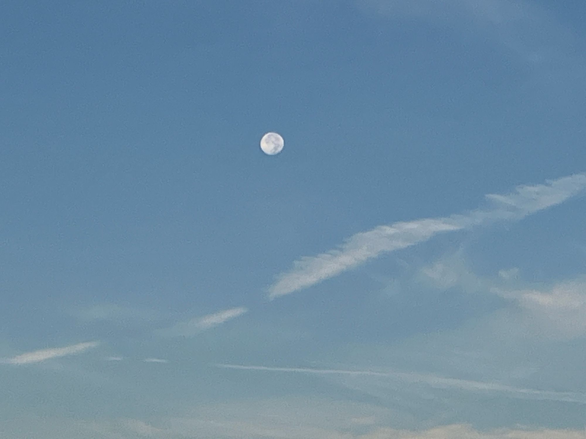 Past full, Harvest moon approaching Moon set in a brightening sky after sun rise, a few wispy white clouds and plane contrails are below the mostly full moon in a blue sky.