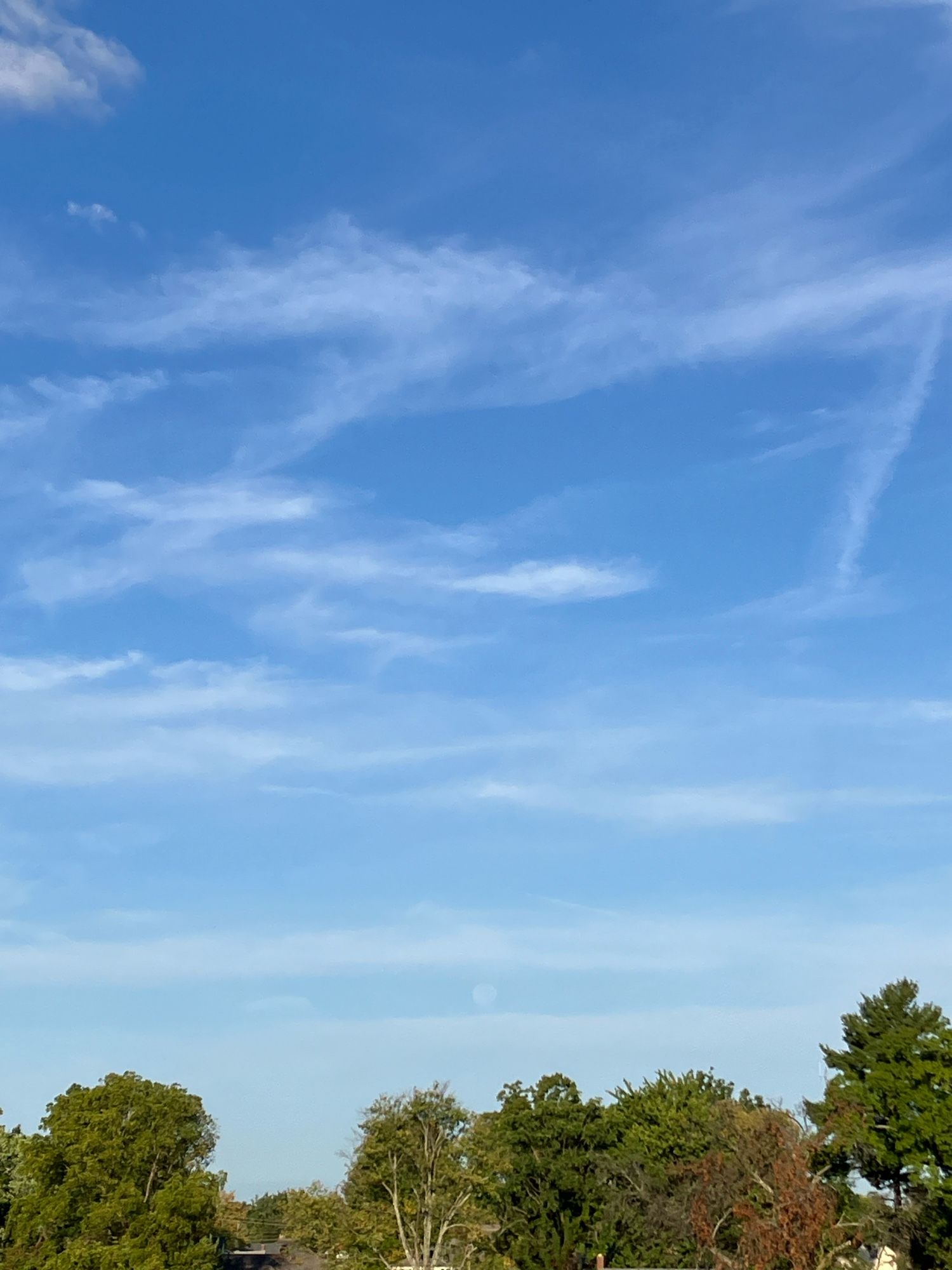 Just prior to Moon Set, the white disk of a just past full Harvest Moon is seen in between wispy white bands of clouds just above a tree line as it starts to set.