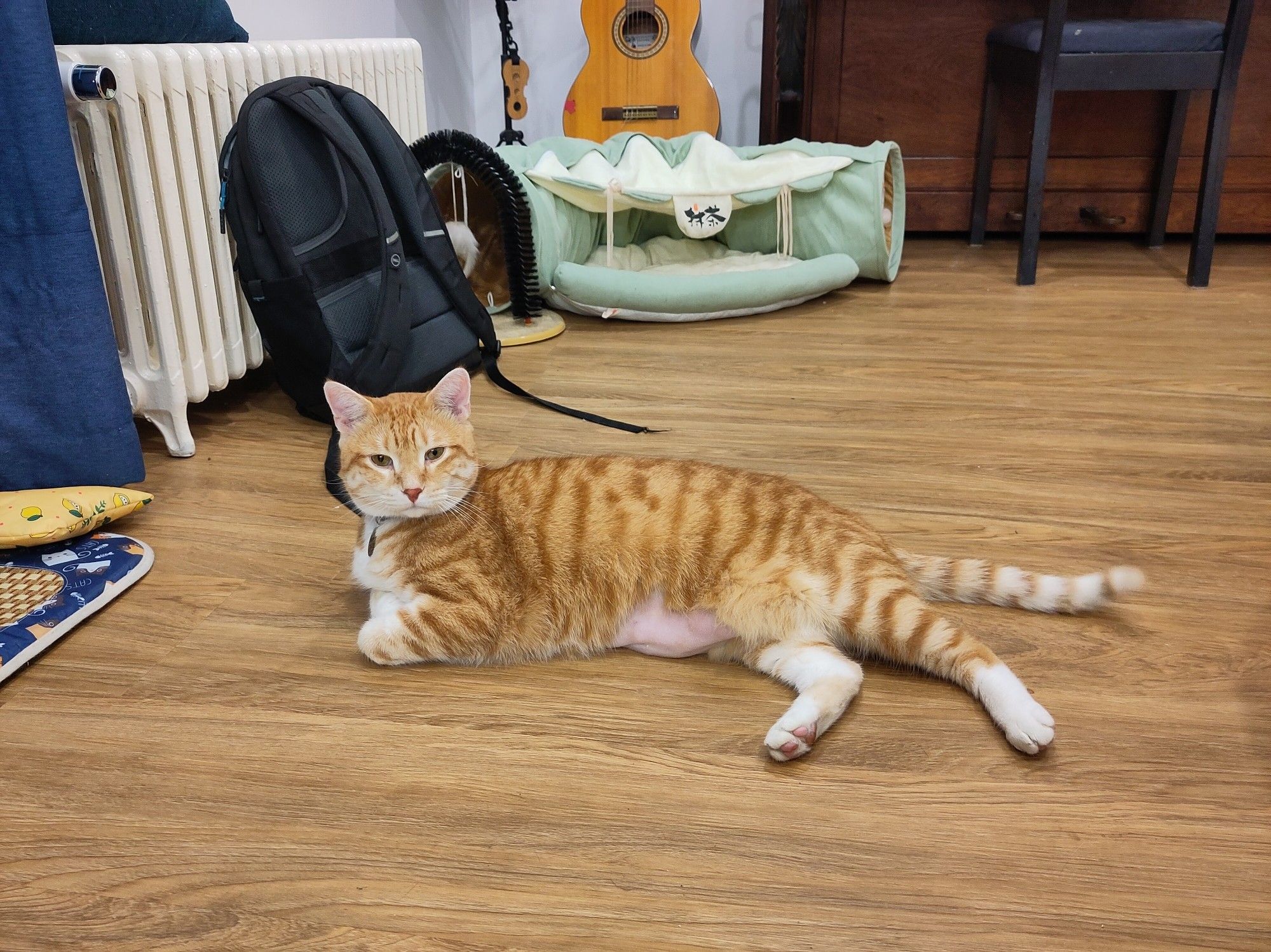 Chat roux allongé sur un plancher en bois