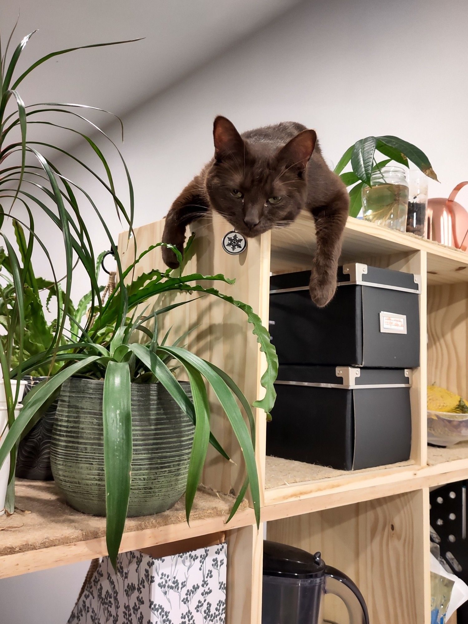 Chat marron uni allongée sur une étagère avec des plantes