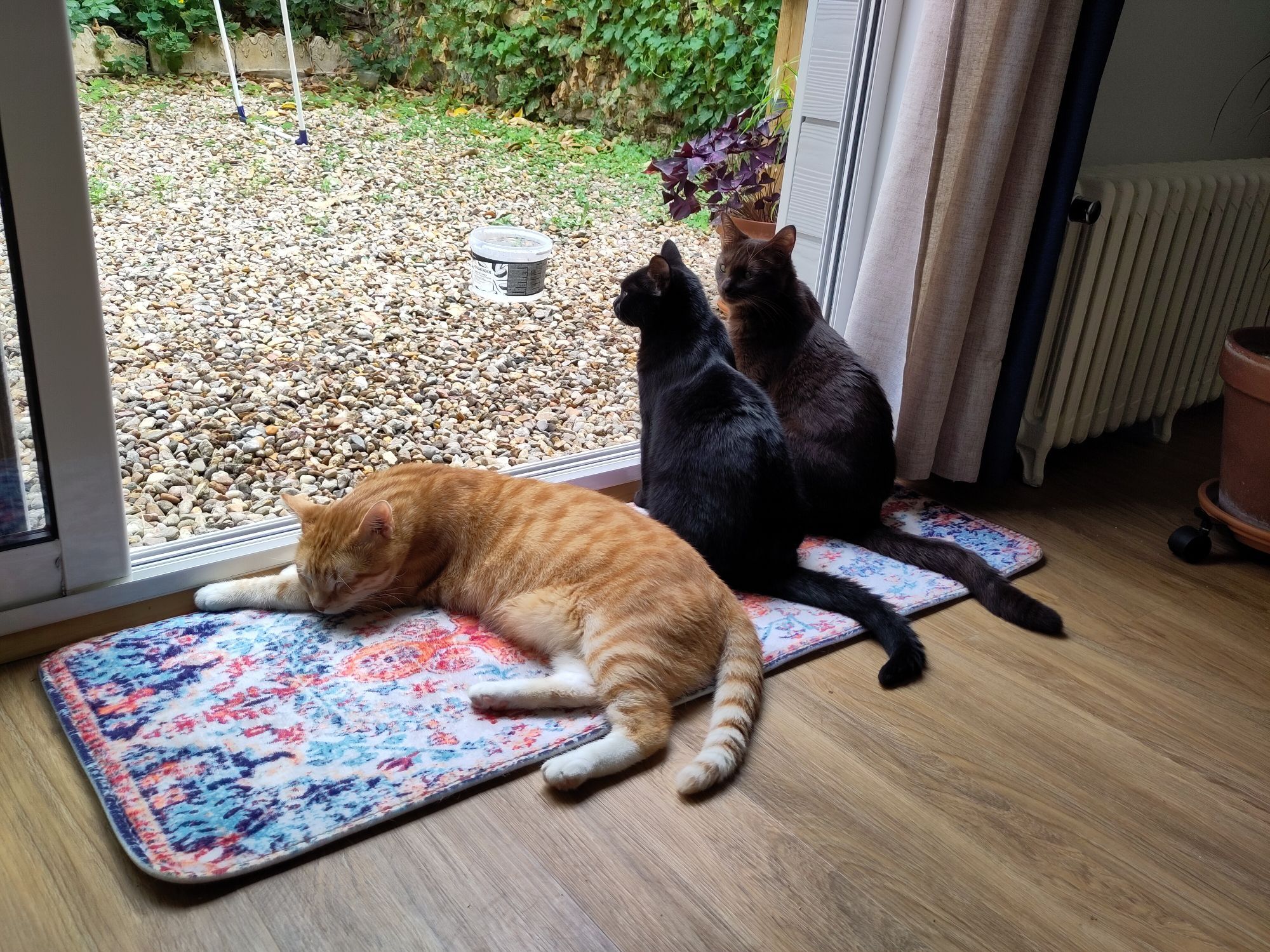 3 chats devant une véranda