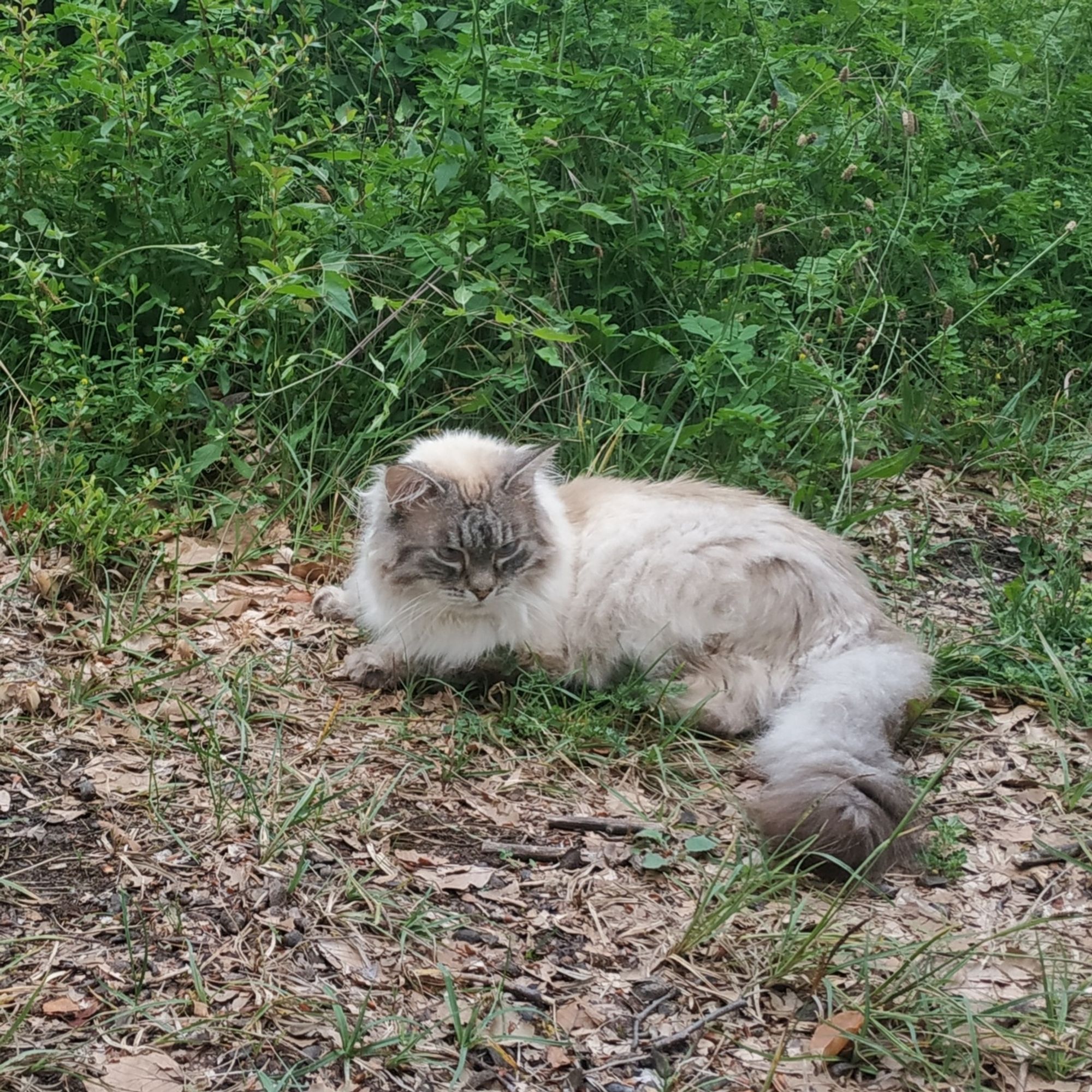 Chat a poils longs couleur siamois allongé dans l'herbe