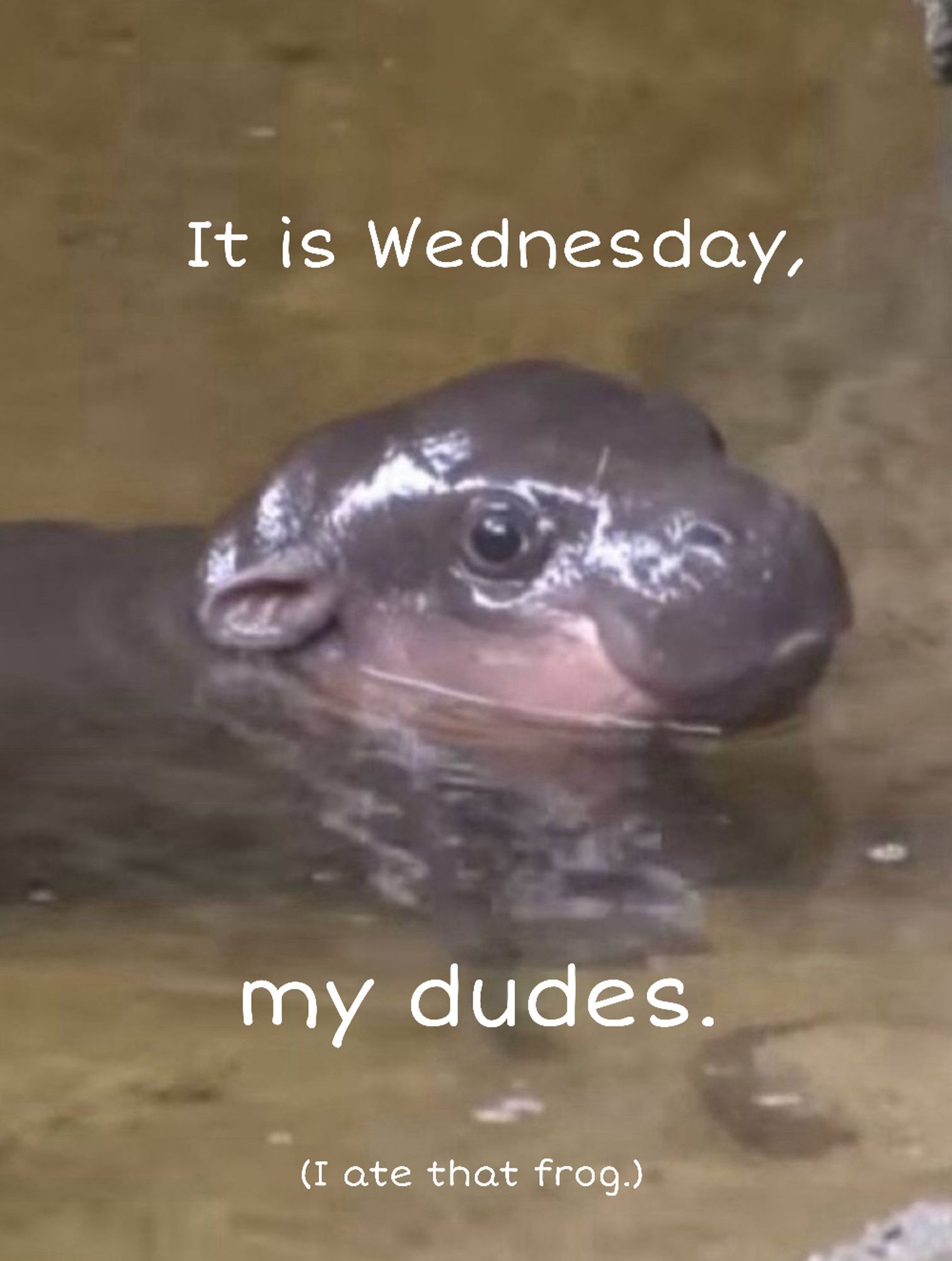 The lil hippo swimming. Text reads “It is Wednesday, my dudes. (I ate that frog.)”