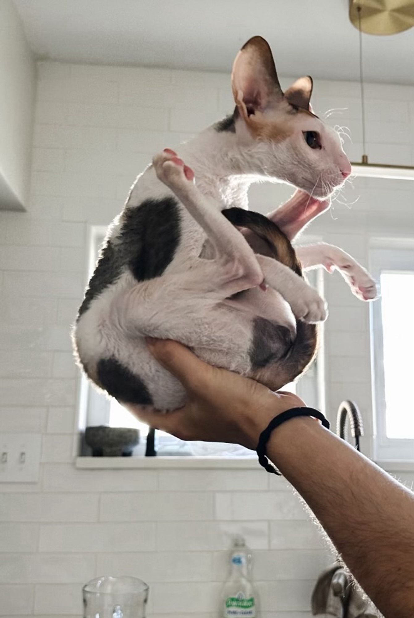 June - presented as a gift #cornishrex#cat#kitten