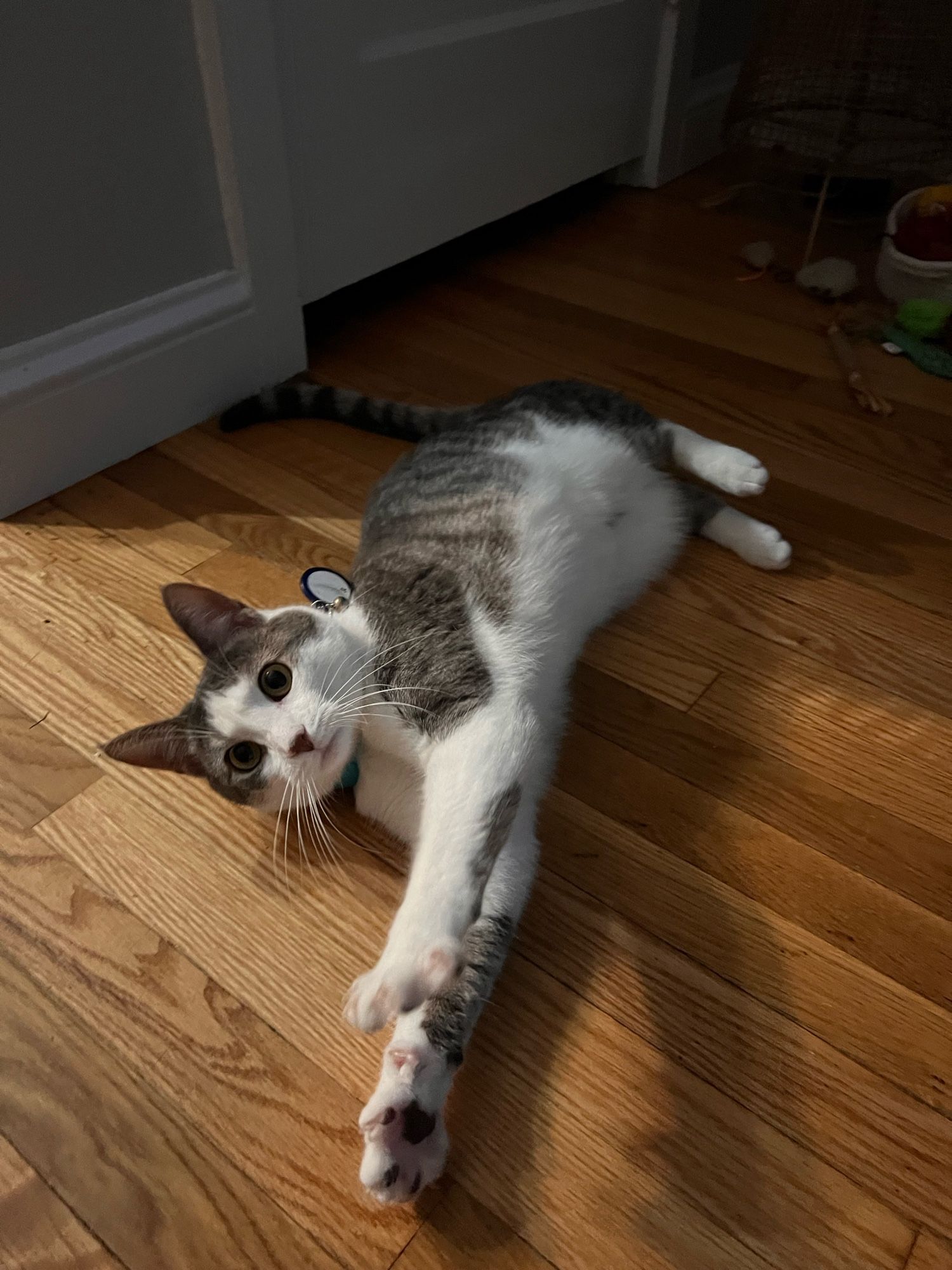 A grey and white cat lies on her right side reaching both her front legs towards the camera