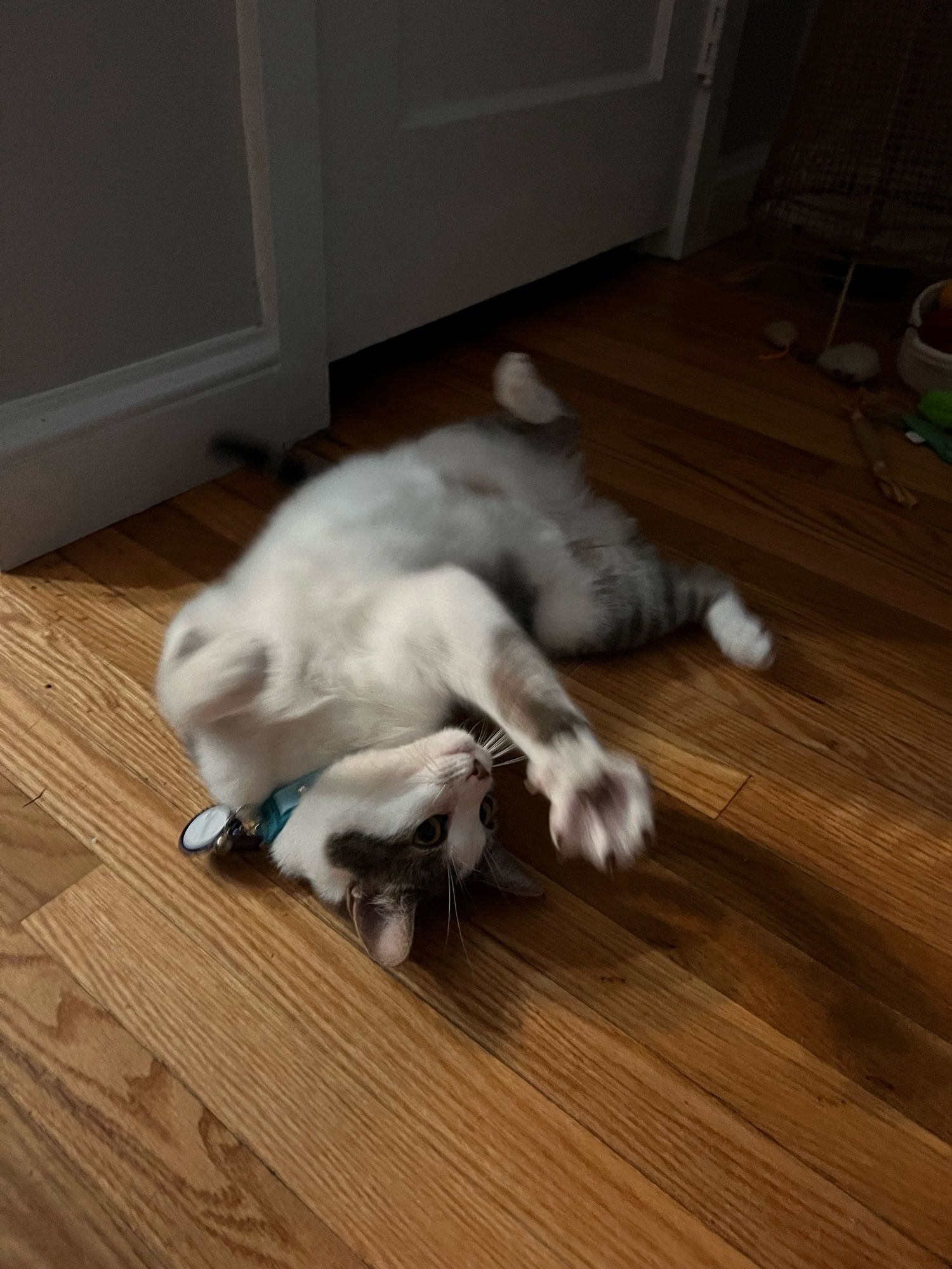 A grey and white cat lies on her back exposing her white belly. She is splaying her front toes on one front paw, the other is curled. There is a motion blur around her body but her head is in focus