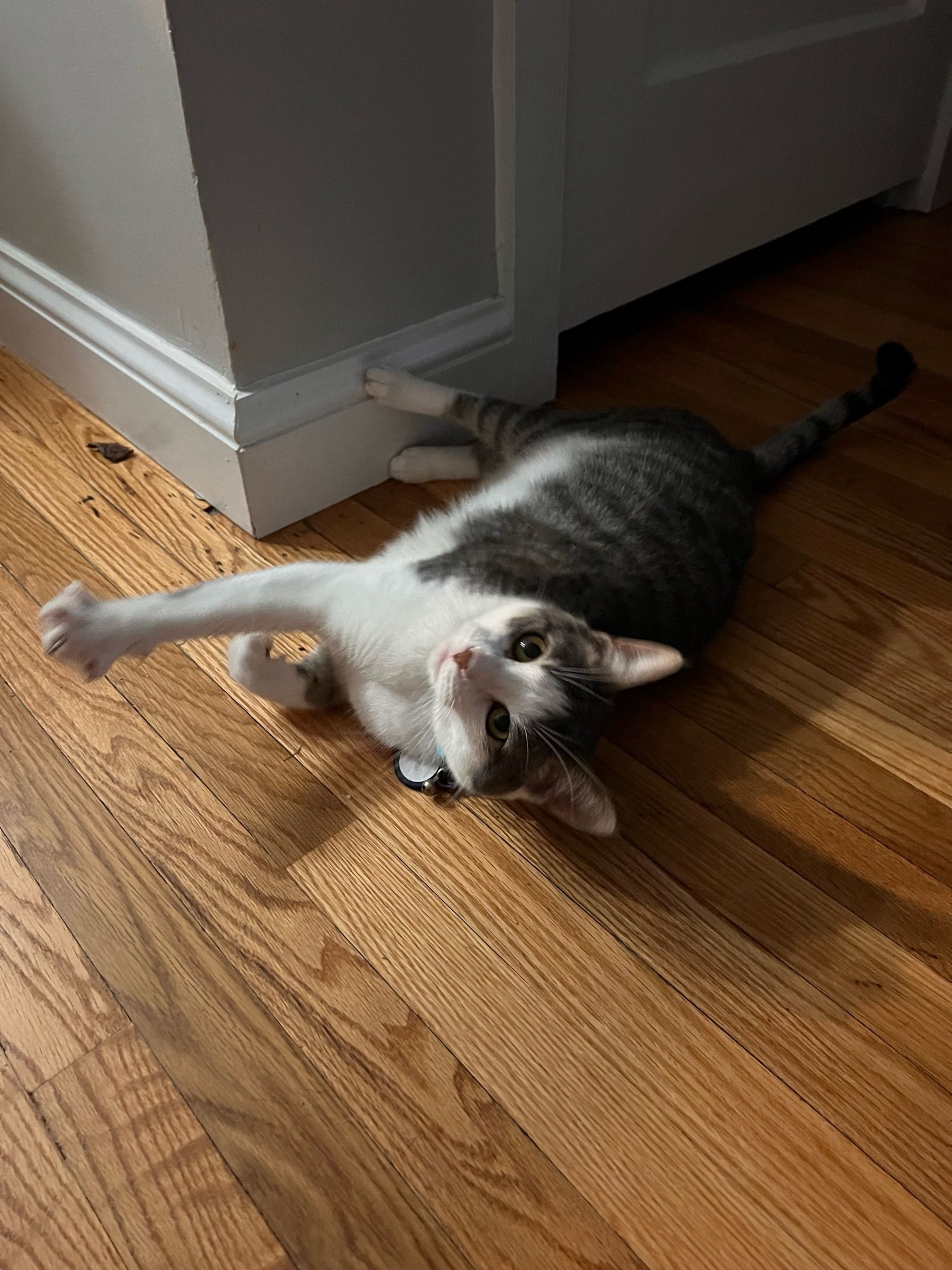 A grey and white cat lies on her left side looking at the camera. She is splaying her front toes on one front paw, the other is curled. Her back legs are pushing off the baseboard