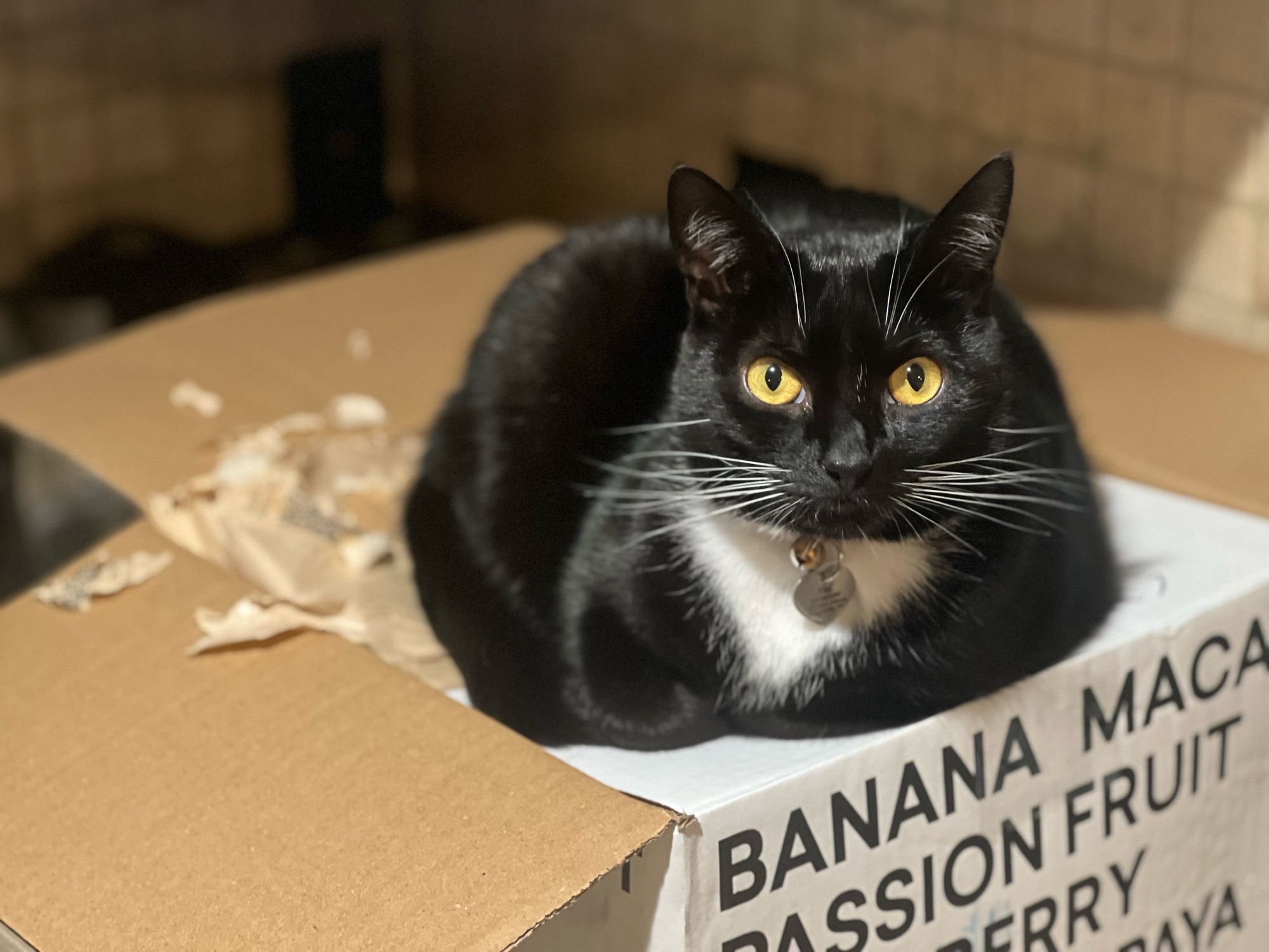 A black and white tuxedo cat sits on a cardboard box that he is in the process of shredding. His intense yellow eyes make you question your sanity as you contemplate the depths of his destructive depravity