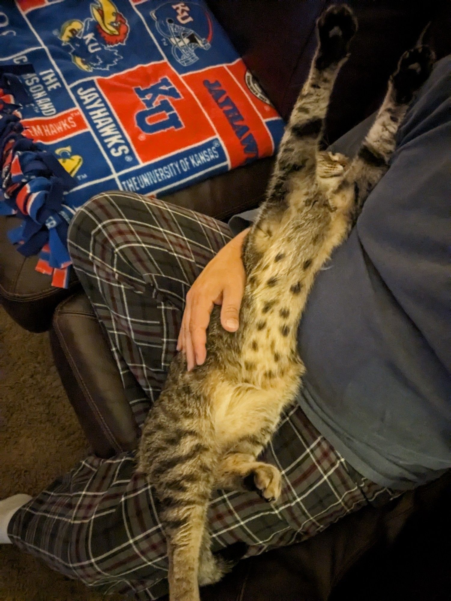 Hank the cat stretched out menacingly in my lap