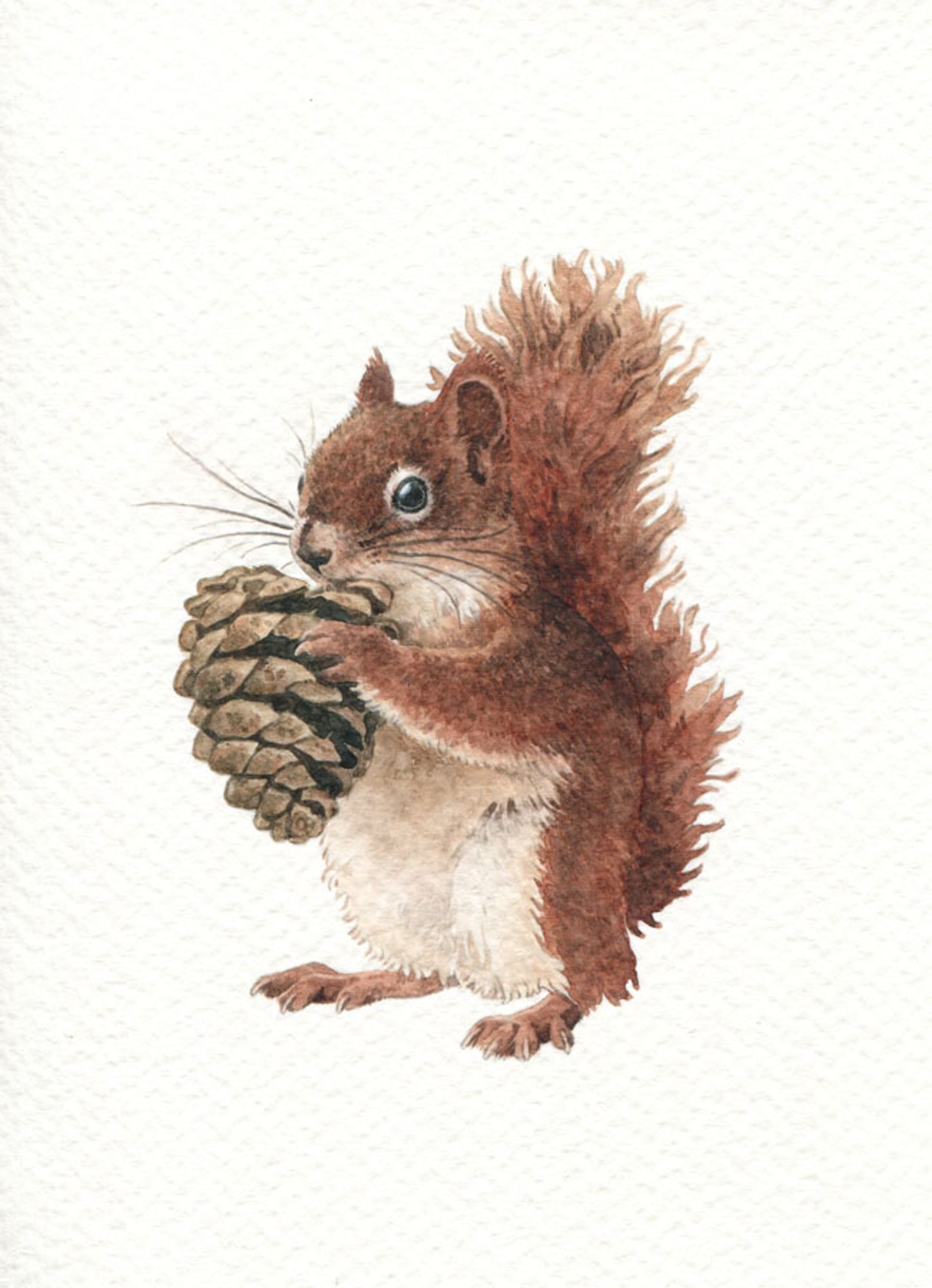 watercolor painting, a cute squirrel with a fluffy tail, holding a pinecone in its arms.