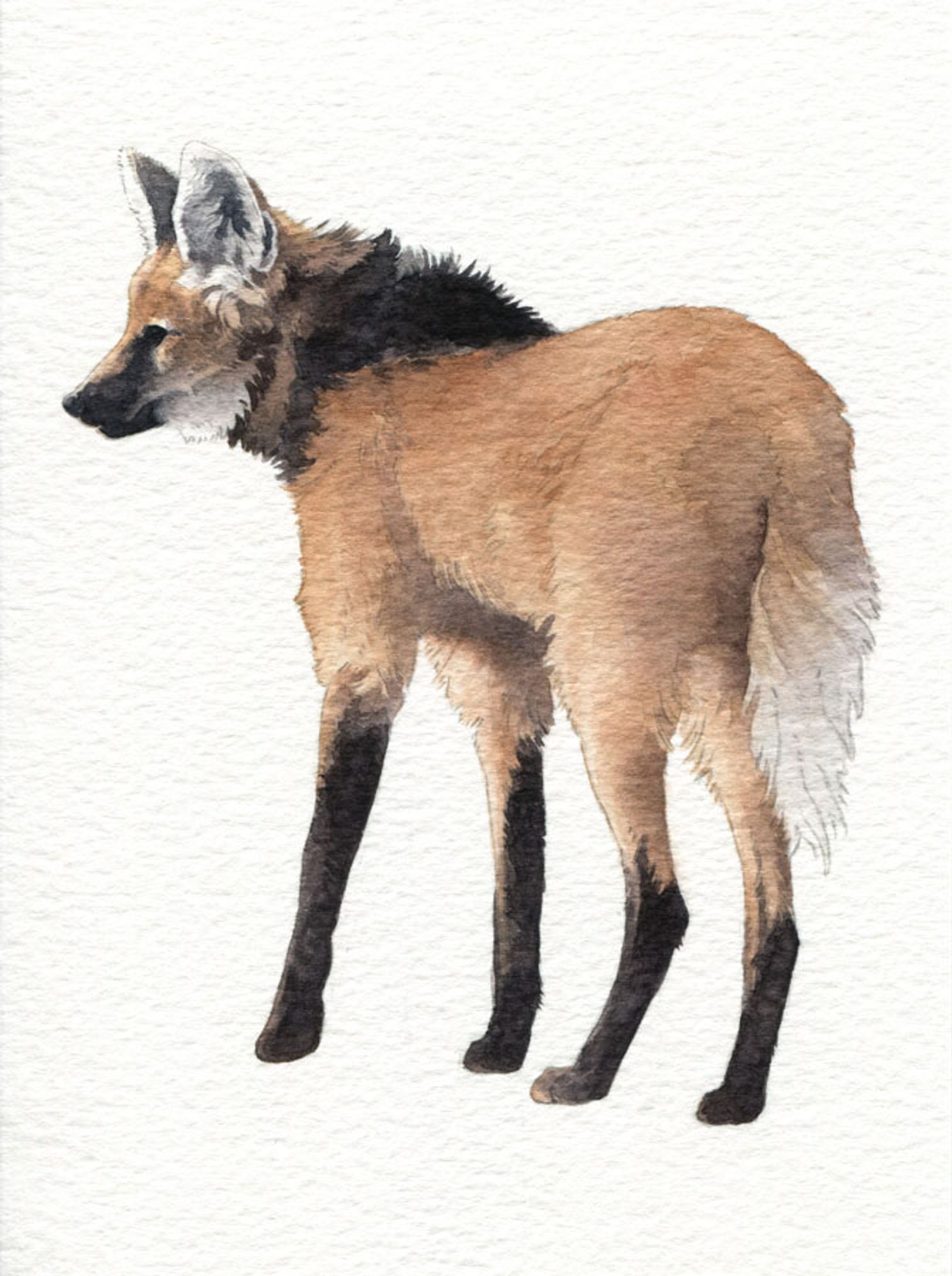 watercolor painting, a maned wolf standing and looking to the side, showing off its long legs. It has soft fluffy ears, and the black markings on its legs look like thigh high socks.