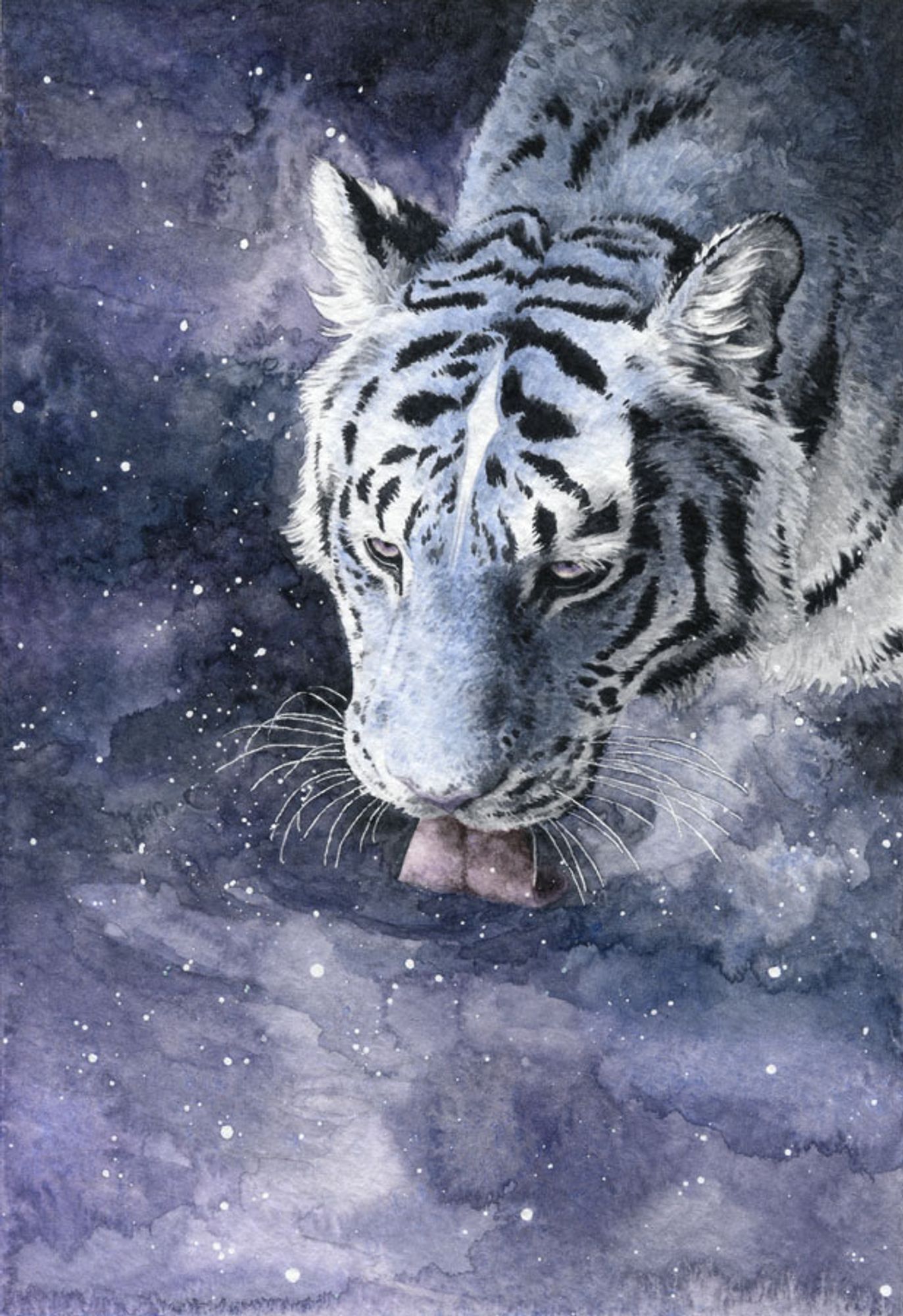 watercolor painting - a blue tiger drinking purple starry water. Its eyes are yellow with a bit of purple around the pupils, and it has a white and somewhat star-shaped mark on its forehead. Also its ears are very fluffy.