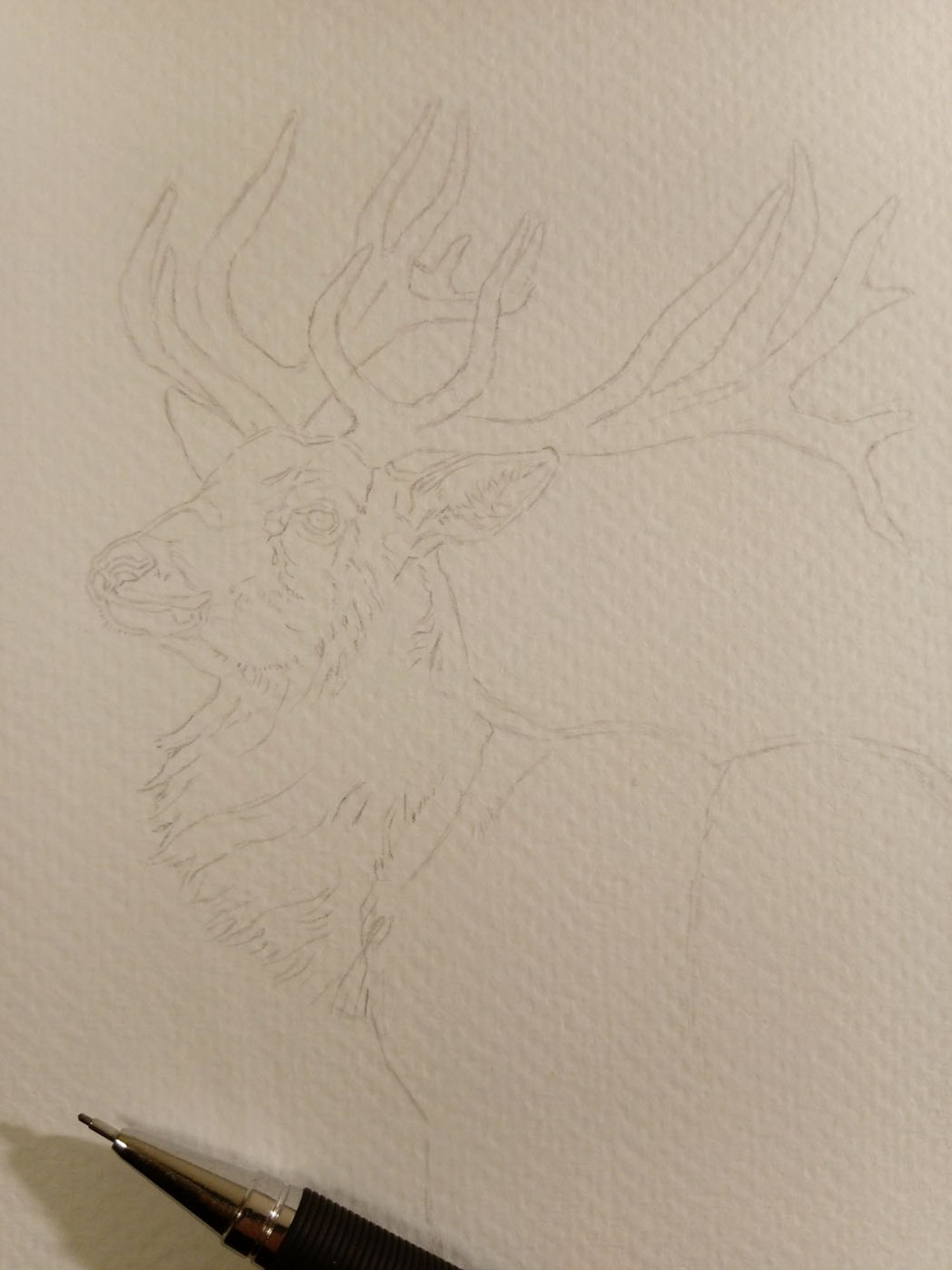 stag sketch