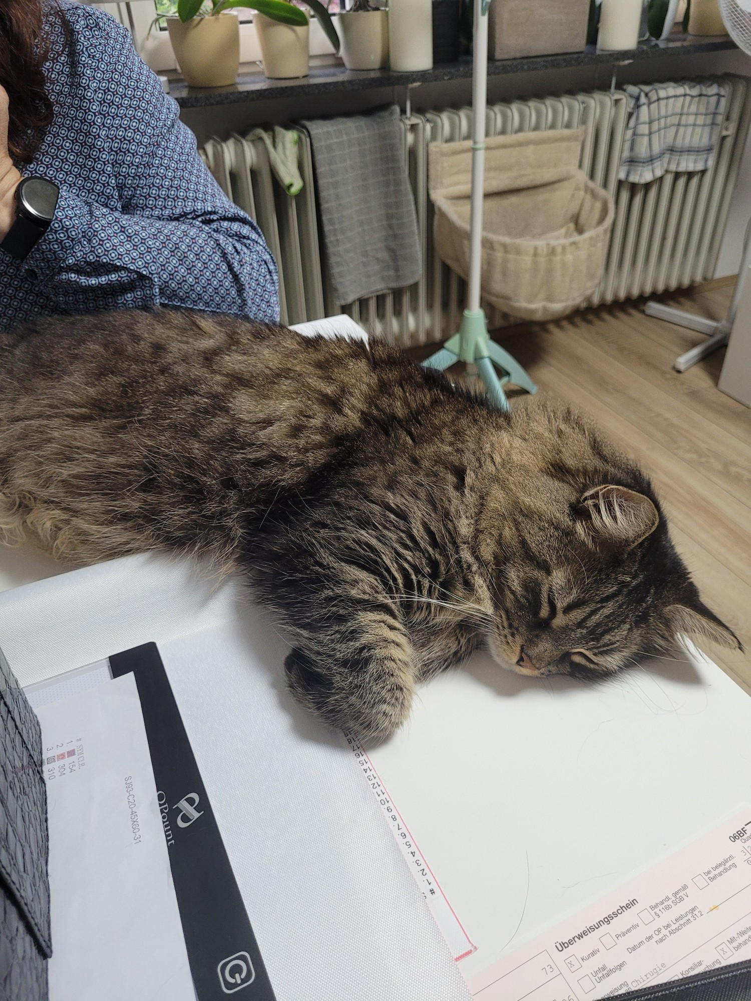 Timmy sleeping on the dinner table aka his favorite spot