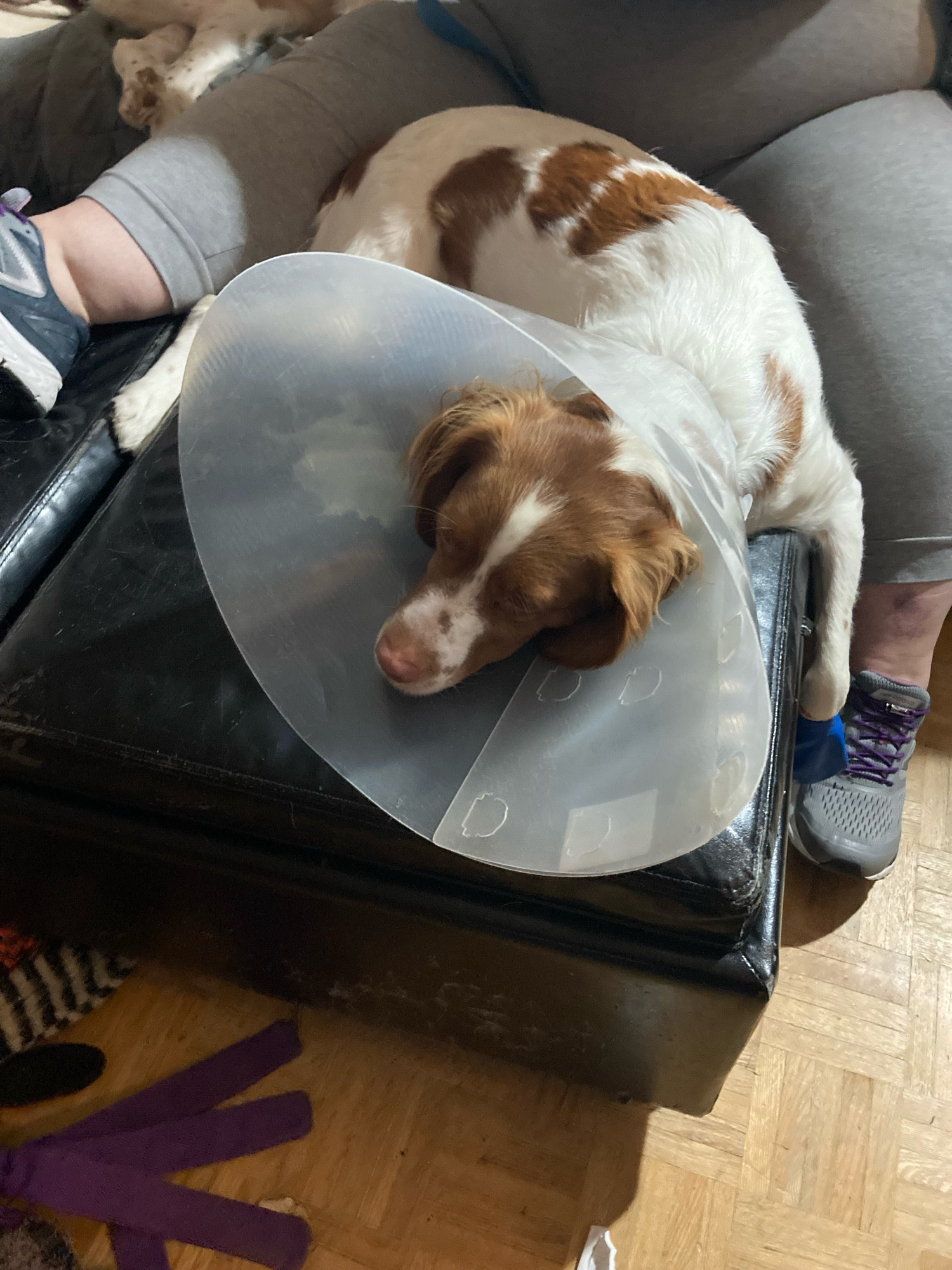 A white dog with brown patches lies sadly on a black ottoman. She is wearing a large plastic cone and protective blue booties on her front paws.