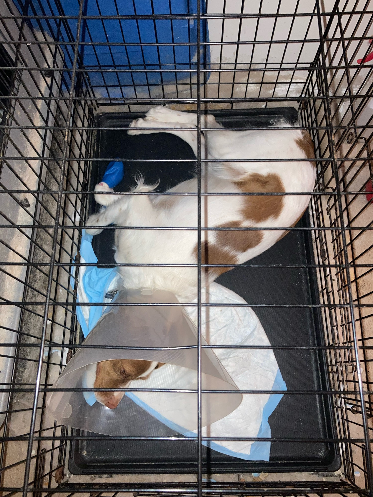 An overhead picture of a white dog with brown spots lying in her crate. She is wearing a large plastic cone and protective blue booties on her front paws.