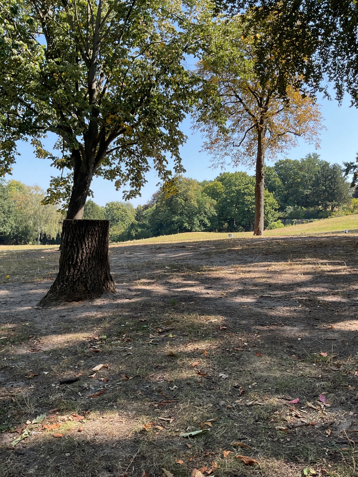 Ein Platz im Schatten unter ein paar Eichen in einem Park. Man sieht sonnige Wiese und noch mehr Bäume im Hintergrund einige hundert Meter weiter weg. Der Himmel ist blau und es sieht sehr heiß aus.