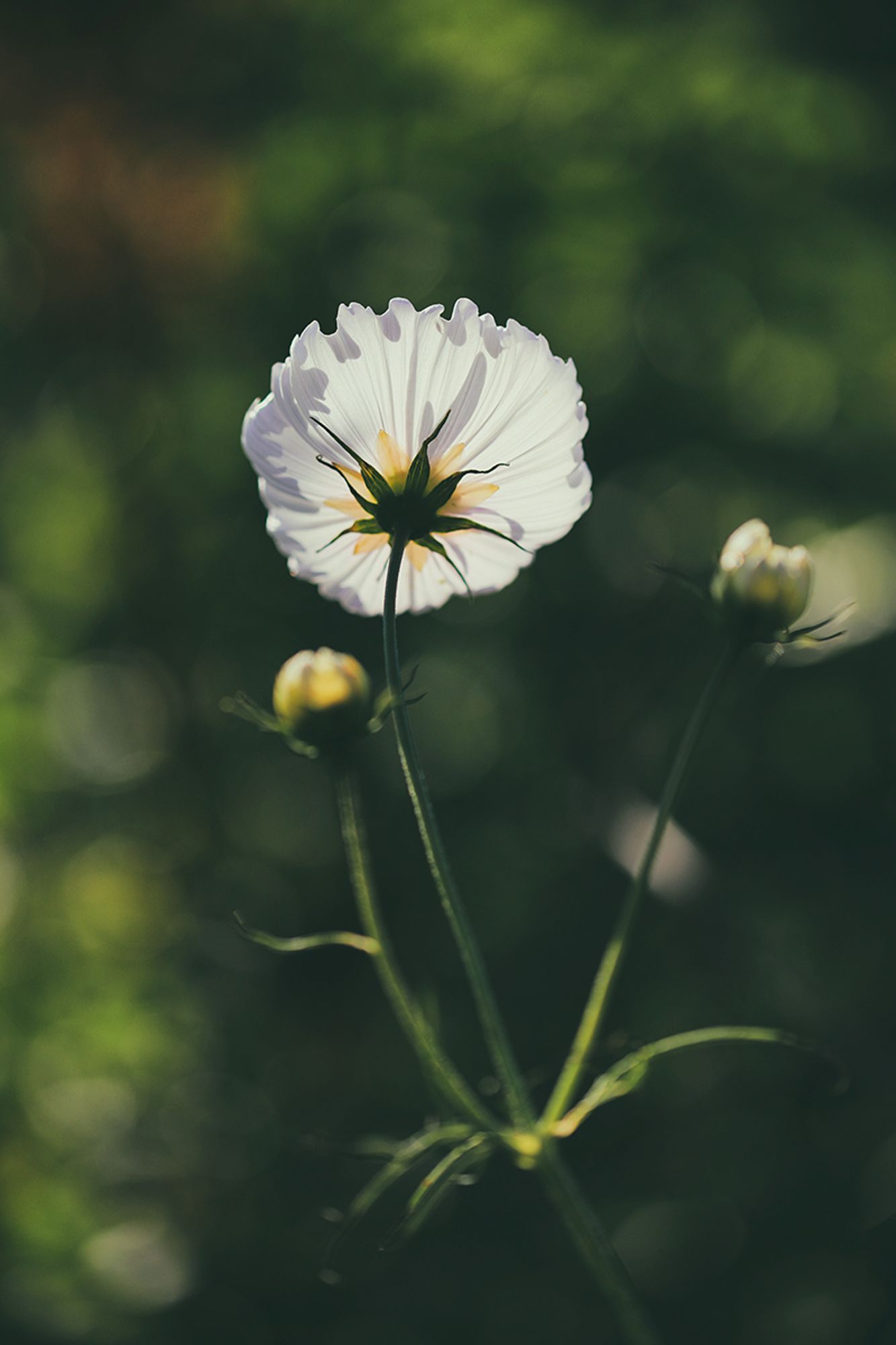 Eine weiße Cosmea, die im Gegenlicht leuchtet. Der Hintergrund leuchtet in Grüntönen.