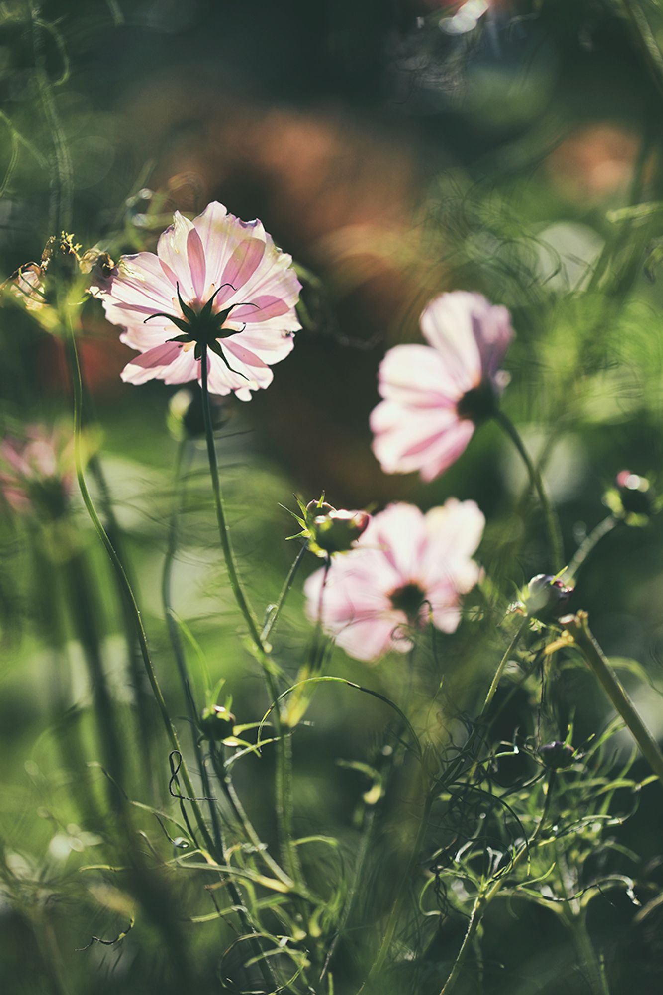 Rosa Cosmeen in Nahaufnahme, die im Gegenlicht leuchten. Drumherum ist leuchtendes Grün. Sie fangen gerade an zu welken.