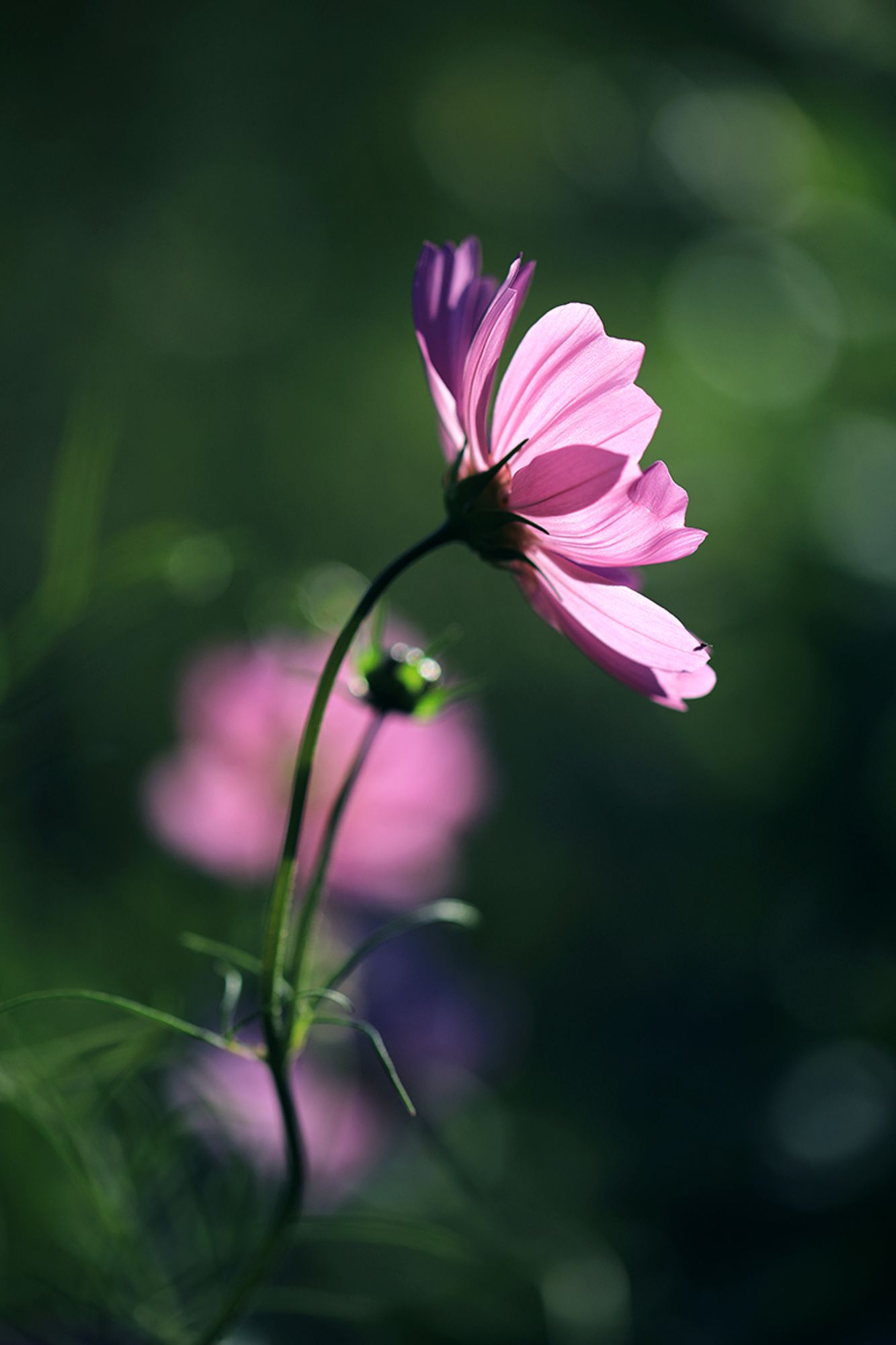 Eine rosa Cosmea, die im Gegenlicht leuchtet. Der Hintergrund ist dunkelgrün.